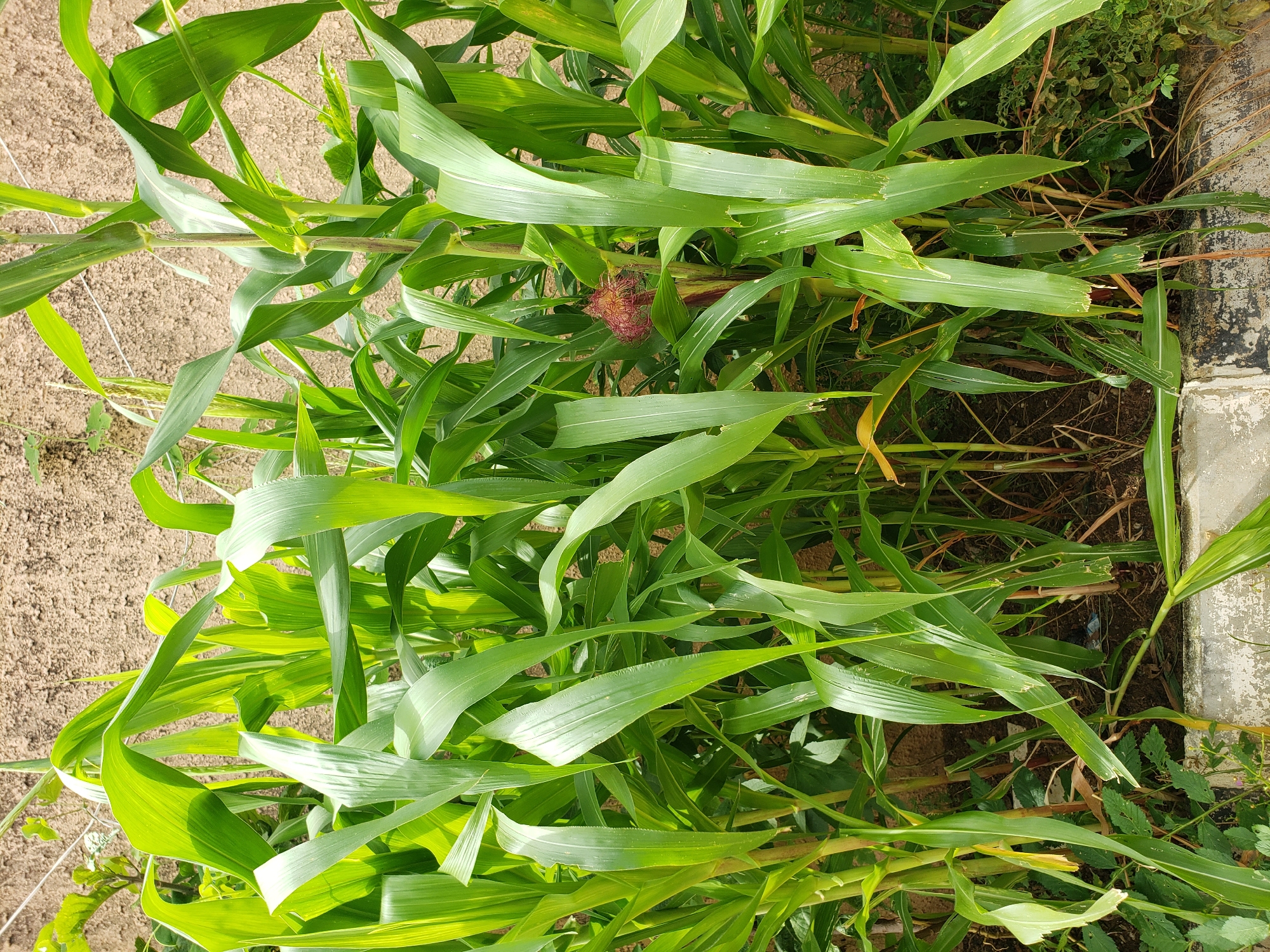 This image captures a close-up view of a dense patch of corn stalks, likely in a garden or agricultural setting within Sabon Tasha, Nigeria. The corn plants are mature, with long, broad, green leaves that exhibit some signs of wear and tear, including ragged edges and small holes, possibly from insect activity or wind damage. The stalks are sturdy and upright, with one stalk in the center of the frame showing a developing corn tassel, a wispy, reddish-pink structure. The ground beneath the plants appears to be a mix of dry soil, fallen leaves, and some low-lying green vegetation. In the background, a textured, light brown wall, possibly a building exterior, is visible. A portion of a concrete border or planter box with chipped paint is present at the bottom of the frame, suggesting the corn is being cultivated in a defined area, possibly a backyard or small plot. The lighting indicates it is daytime, with sunlight illuminating the leaves and creating highlights. No people or animals are visible in the frame.
