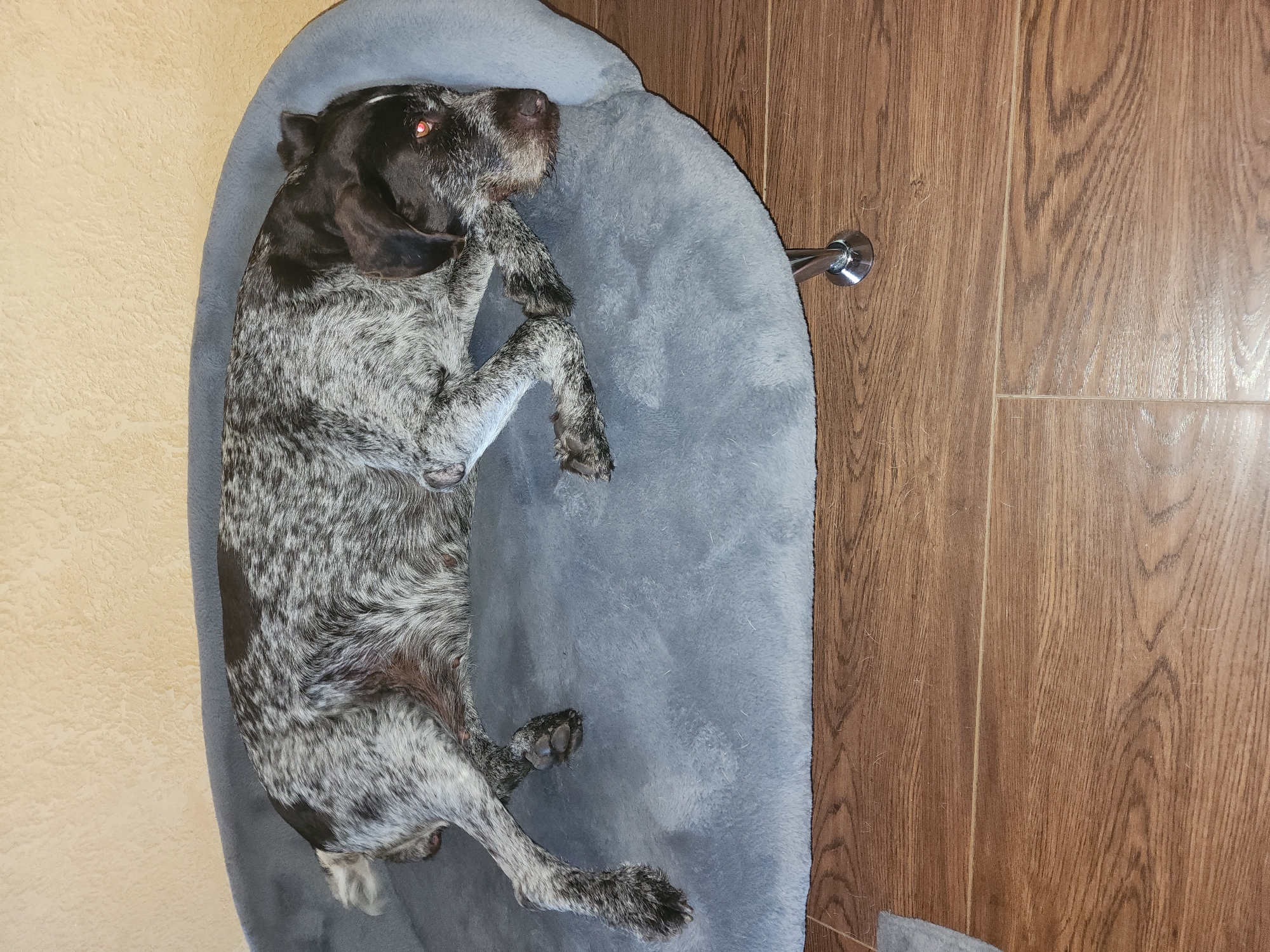 A German Shorthaired Pointer dog is resting on a gray dog bed. The dog has a speckled coat of gray and brown, with black markings on its ears and face. Its eyes are open and appear red in the artificial light. The dog bed is placed on a wooden floor. The background is a textured beige wall. There is a chrome leg supporting the dog bed. The overall scene is of a dog at rest in an indoor environment. The location in Yuryev-Polsky, Russia is not discernible from the image.