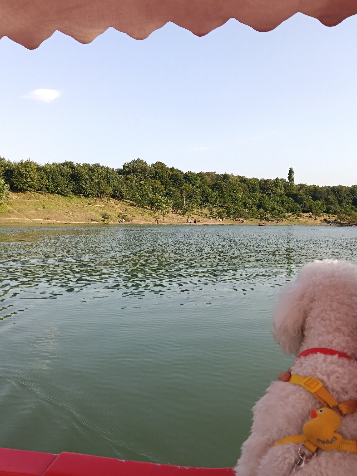 The image shows a bright, clear day at a lake. In the foreground, a fluffy white poodle wearing a red collar and a yellow harness with a duck attachment is seated on a red boat, facing away from the camera. The poodle's back and head are visible. The boat is on the water, with gentle ripples on its surface. In the background, a tree-lined hill slopes down to the lake. Several people can be seen in the distance on the grassy bank, some sitting and some walking. A few small boats are also on the water. The sky is blue with a few wispy clouds. The location is identified as Köhnə Xudat, Azerbaijan.