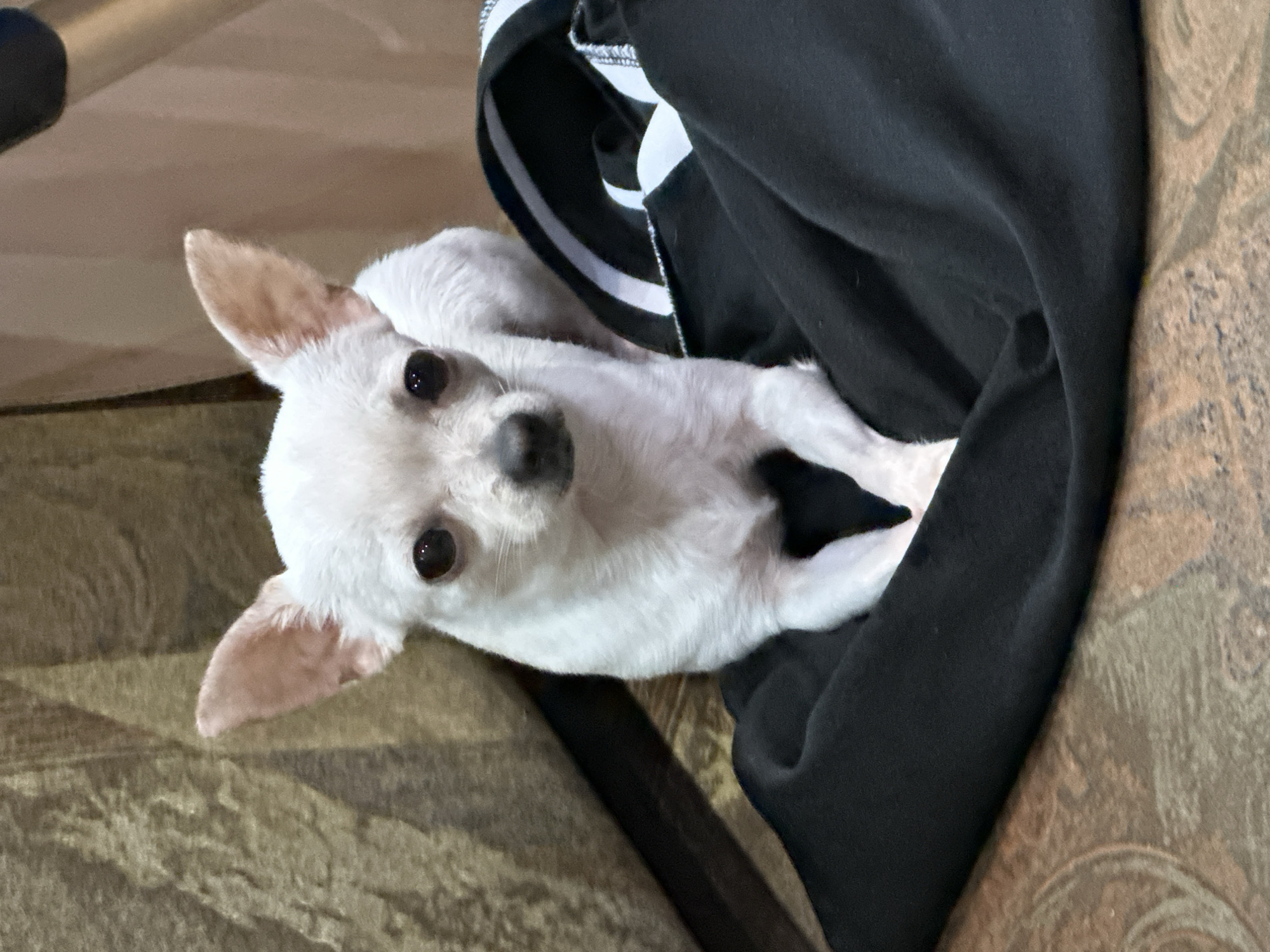 A small, white Chihuahua dog is resting on a pile of black fabric. The dog is facing forward, with its ears perked up. Its eyes are dark and round. The fabric appears to be clothing, with a striped band visible on one edge. The background consists of a textured surface that appears to be a couch. The image was taken indoors, likely in a residential setting. There is no information in the image to suggest its location in Sliven, Bulgaria.