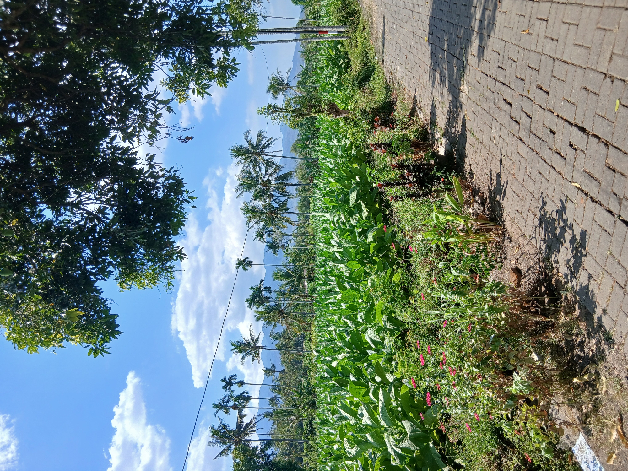 The image depicts a rural landscape with a field of mature tobacco plants in Pejaten, Indonesia. The field is expansive, with rows of lush green tobacco leaves stretching towards the horizon. In the background, a line of tall palm trees stands against a clear blue sky dotted with white clouds. Beyond the palm trees, rolling hills and mountains are visible, suggesting a mountainous terrain. A paved walkway runs along the right side of the image, bordering the tobacco field. The walkway is constructed of interlocking brick pavers and is partially shaded by the canopy of a large tree. The scene is bathed in bright sunlight, casting shadows on the walkway and the surrounding vegetation. The overall impression is one of agricultural abundance and natural beauty.
