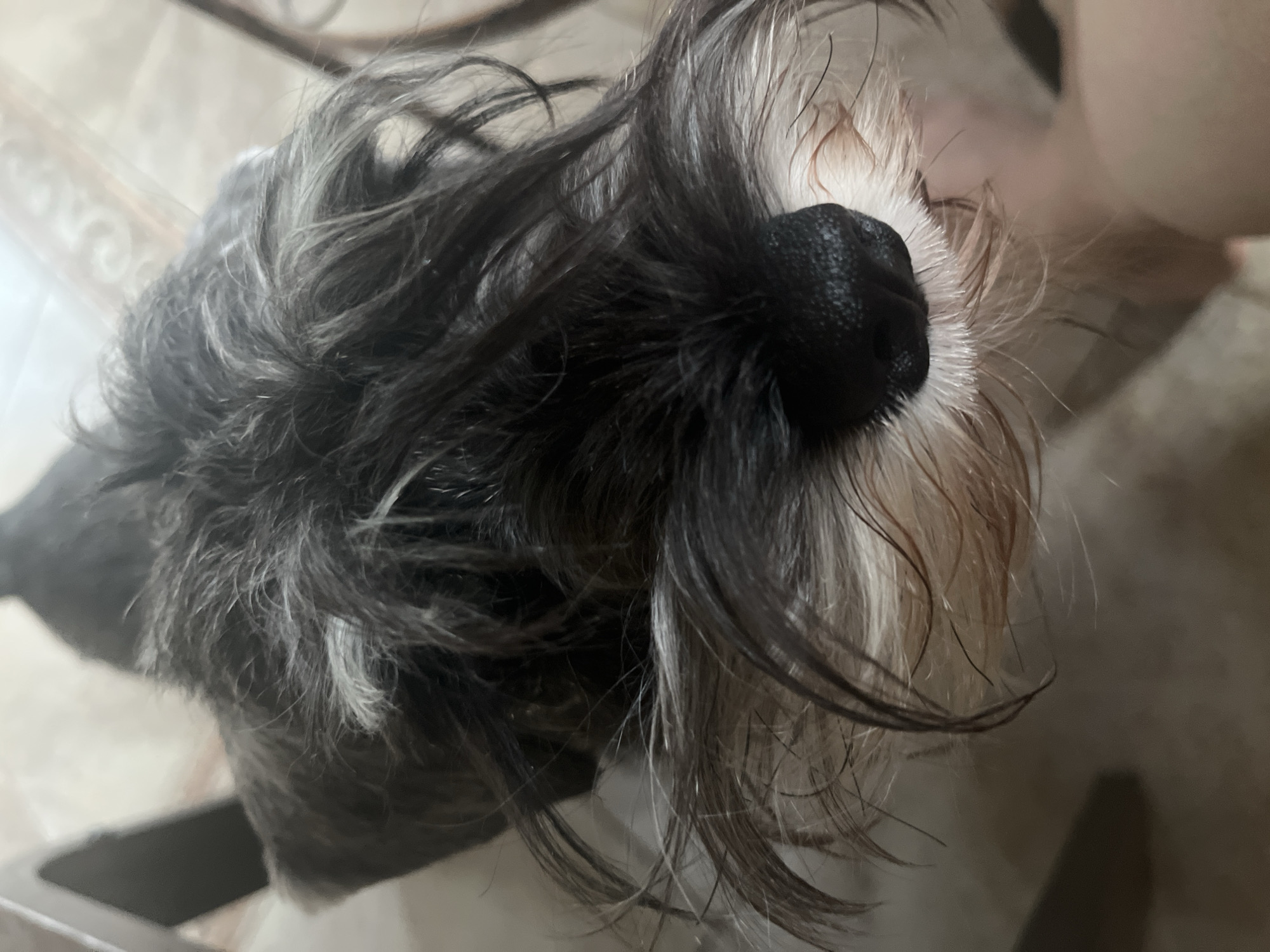 A close-up, overhead shot captures a Miniature Schnauzer dog's face. The dog's fur is predominantly dark gray and black, with some lighter gray and white hairs visible, particularly around the muzzle and eyebrows. Its nose is black and moist. The background is out of focus, showing what appears to be a tiled floor with a rug pattern and hints of furniture. There is no indication of the dog's location in Vladimirovka, Russia.