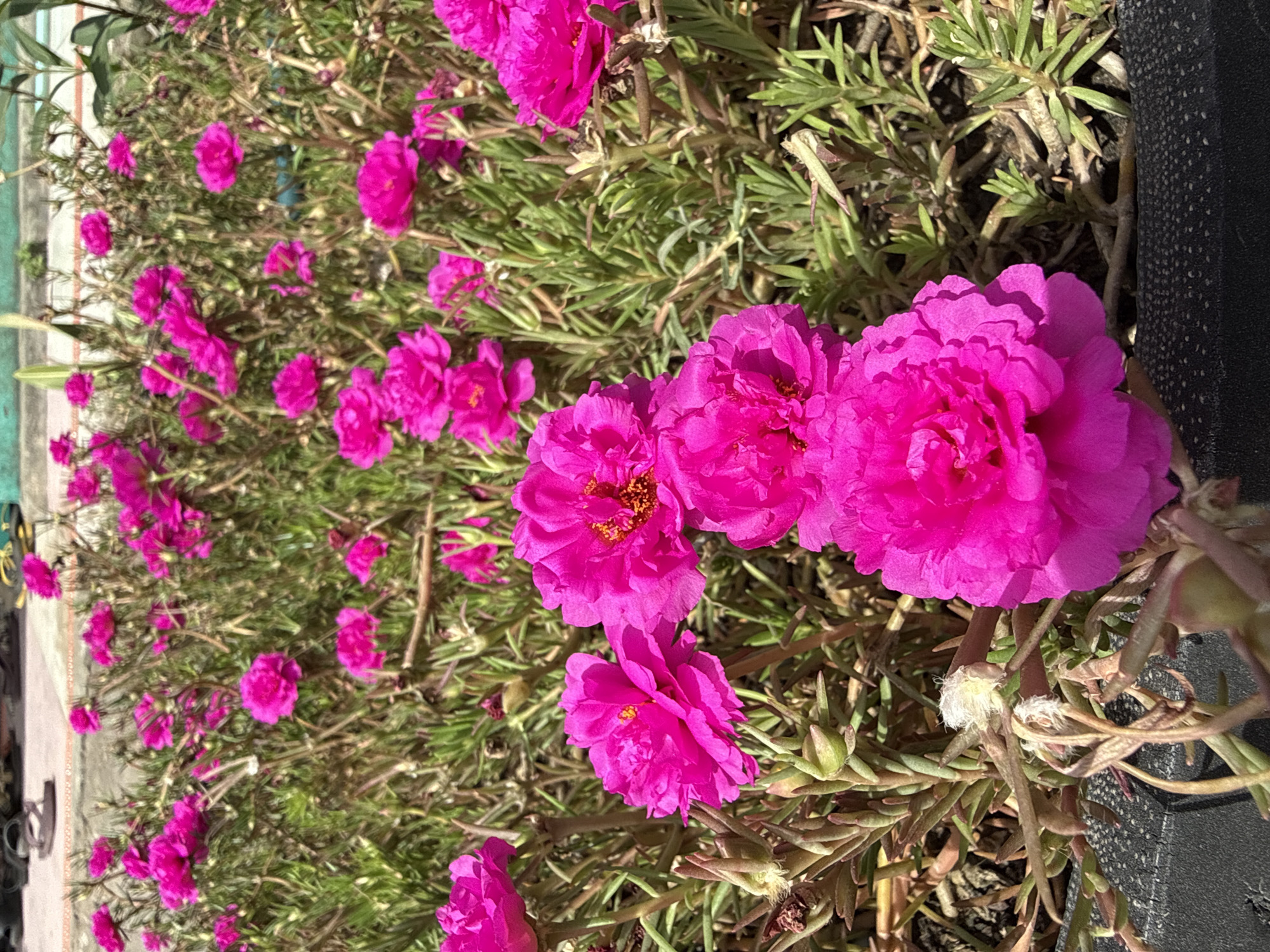 The image captures a dense cluster of vibrant pink flowers with ruffled petals, likely planted in an outdoor setting, potentially in Uleereuleung, Indonesia. The flowers are the focal point, filling the foreground and extending into the background, interspersed with slender, needle-like green foliage. The background appears slightly blurred due to the depth of field. A dark, textured container edge is visible on the right, suggesting the flowers are planted in a pot or planter. The lighting is bright and sunny, emphasizing the colors and textures of the flowers and foliage.