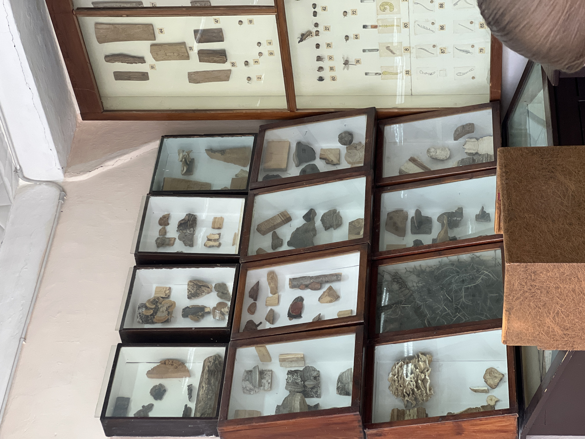 The image depicts a display of specimens housed in glass-fronted wooden cases mounted on a wall. The specimens appear to be primarily geological or botanical in nature, possibly fossils or samples of wood and plant life. The cases are arranged in a grid-like pattern. The location is Unknown, Unknown.