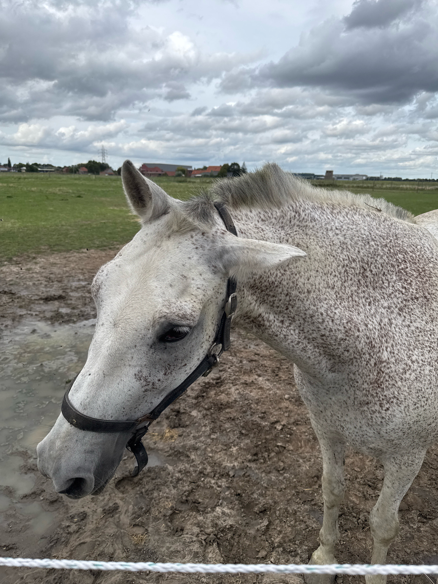 The image shows a dappled grey horse in a muddy outdoor enclosure, possibly a farm or stable. The horse is facing left, with its head lowered towards a puddle of muddy water. It is wearing a black halter. The background features a green field with some buildings and trees in the distance, under a cloudy sky. The scene appears to be located in Estaimpuis, Belgium.