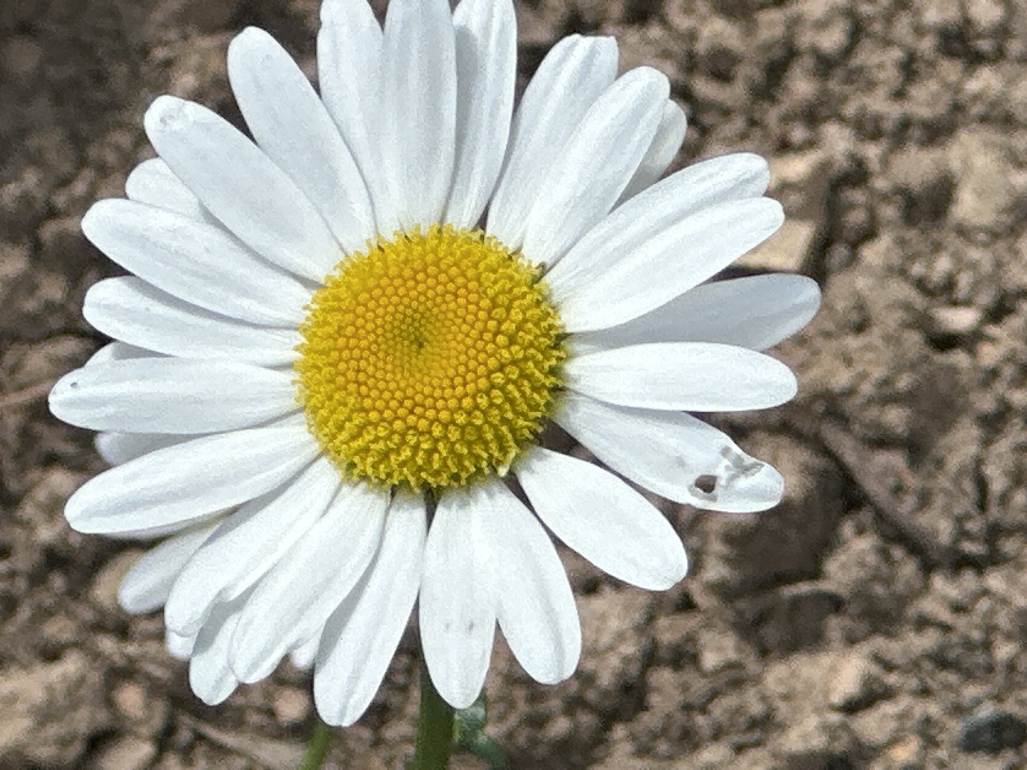 The image is a close-up, vertical shot of a daisy flower. The daisy has bright white petals radiating from a vibrant yellow center composed of many small florets. The background is blurred and consists of textured brown soil with some small pebbles. There is a single, small, dark imperfection on one of the petals on the lower left side of the flower. The lighting appears natural, casting a soft illumination on the flower. The scene does not depict any people, actions, or interactions, and there is no identifiable information suggesting a specific location in Podolsk, Russia.