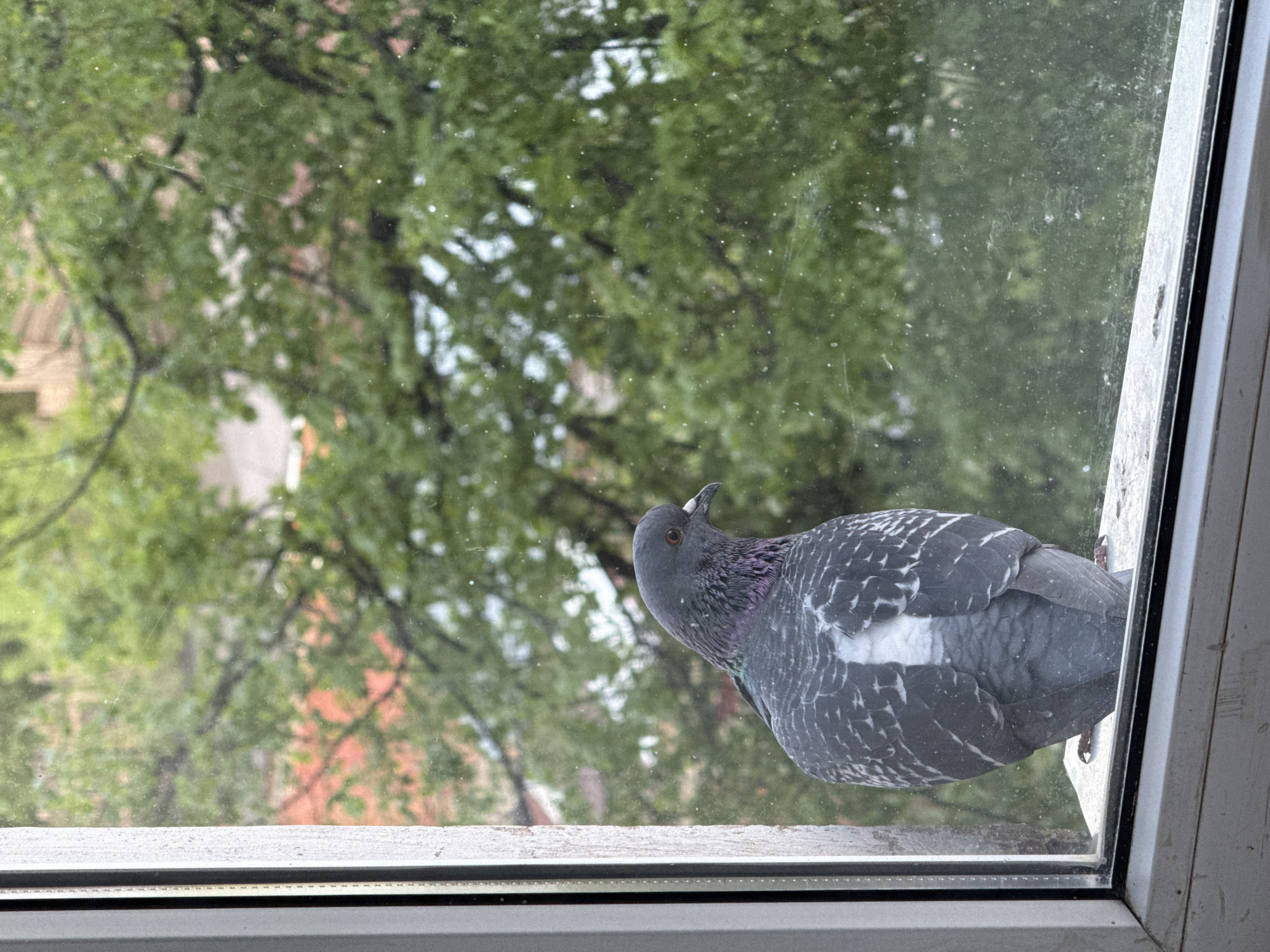 A pigeon with grey, white, and purple plumage is perched on the outside of a window. The window is white and frames a view of green trees and a building. The location is Votkinsk, Russia.