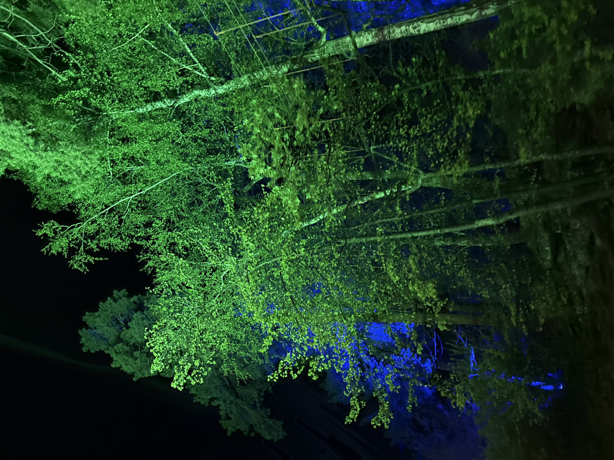 The image shows trees at night in Zolotoi Plyazh, Russia. Some of the trees are illuminated with green light while others have blue light. The background is dark.
