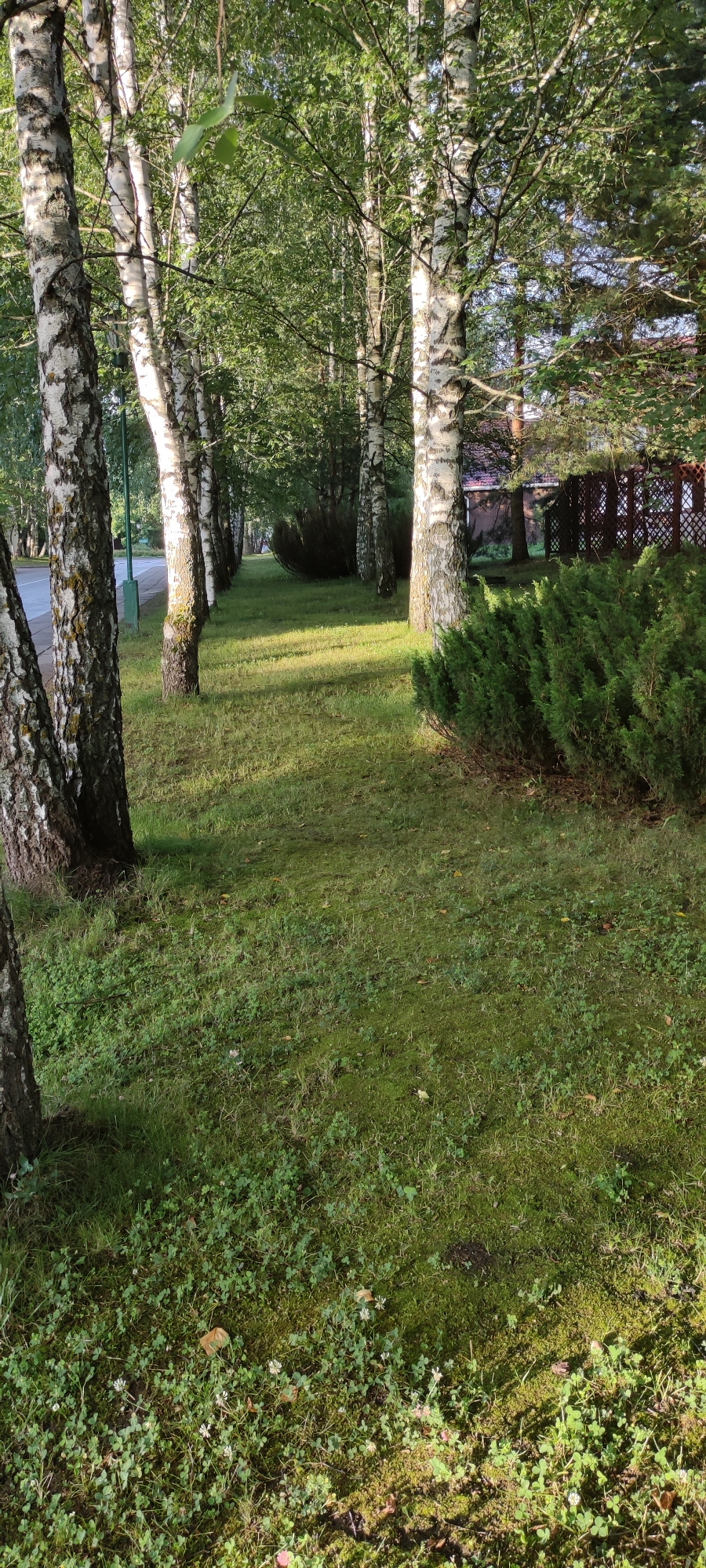The image depicts a linear arrangement of birch trees with white, papery bark lining a grassy area. The trees are spaced evenly, creating a natural pathway effect. The ground is covered with a mix of green grass and clover, with patches of sunlight filtering through the foliage, casting dappled shadows. In the background, a dense, dark green hedge is visible, and beyond that, a portion of a red lattice fence and some building structures can be observed. To the left of the trees, a paved surface, likely a road, is partially visible. The scene is set outdoors, in what appears to be a park or residential area. The location is identified as Rosinka, Russia. There are no people or animals present in the image.