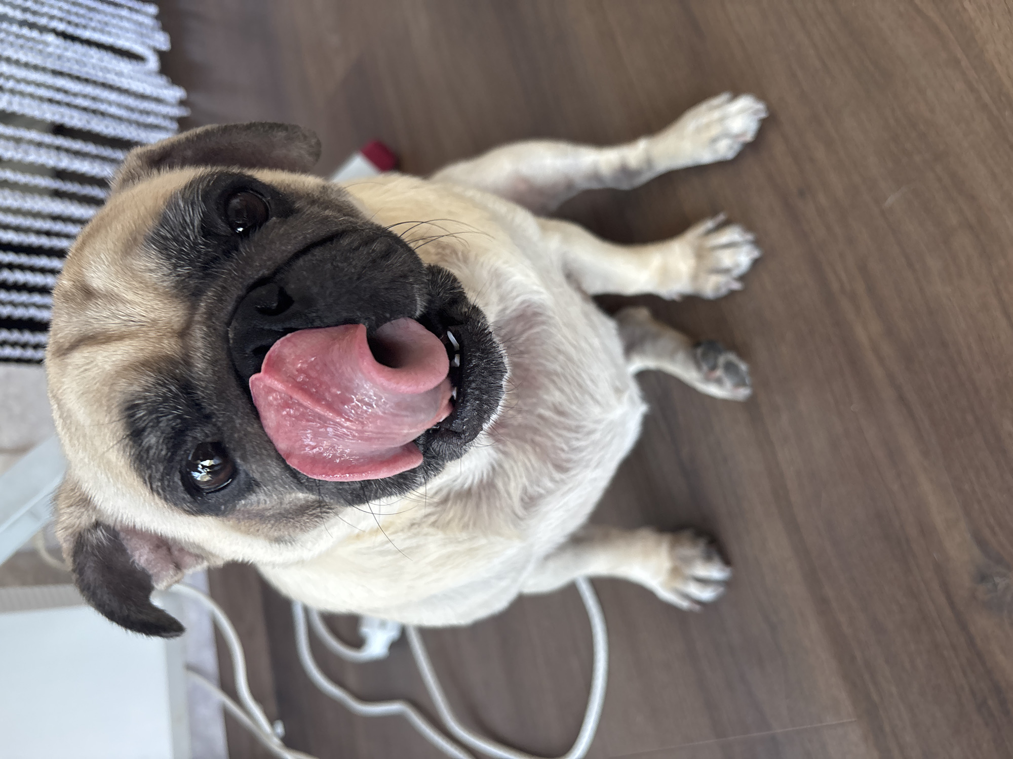 A fawn-colored pug dog with dark facial markings sits on a dark brown wooden floor, looking directly at the camera. The dog's tongue is extended, licking its nose. The background is out of focus and shows a white surface on the left and a black and white striped curtain on the right. A white cord is visible on the floor to the left of the dog. The scene appears to be indoors. There is no identifiable location in Sochi, Russia.