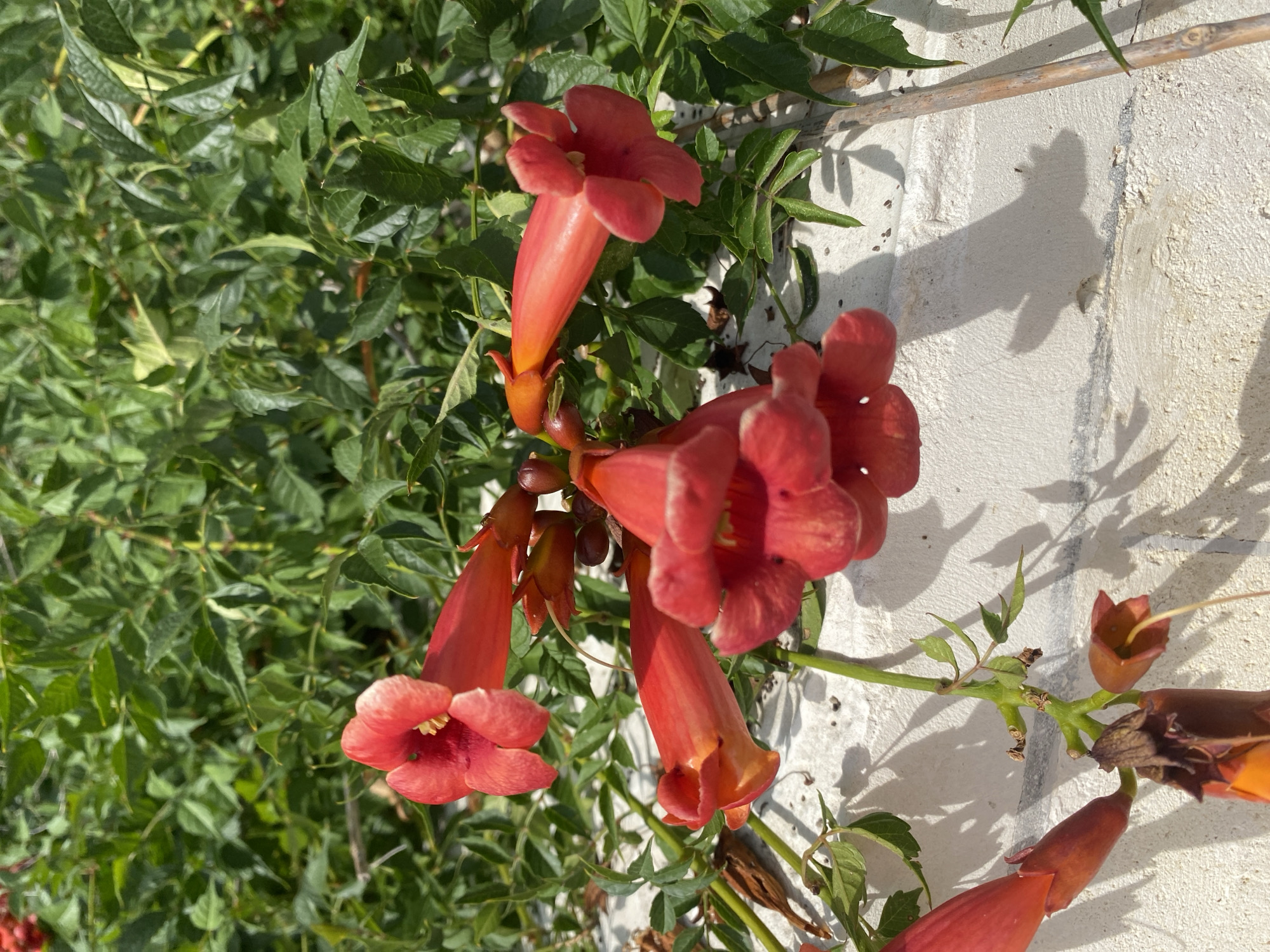 A cluster of bright orange-red trumpet-shaped flowers hangs from a vine against a backdrop of lush green foliage. The flowers are in various stages of bloom, with some fully open and others still budding. They are attached to thin, green stems, some of which are supported by a rough, off-white textured wall, likely made of bricks. Sunlight casts shadows of the flowers and leaves onto the wall, creating a dappled effect. In the background, the dense green leaves suggest a healthy plant growth. The scene appears to be outdoors, possibly in a garden or along a wall in the city of Gasprynskyi, Ukraine.