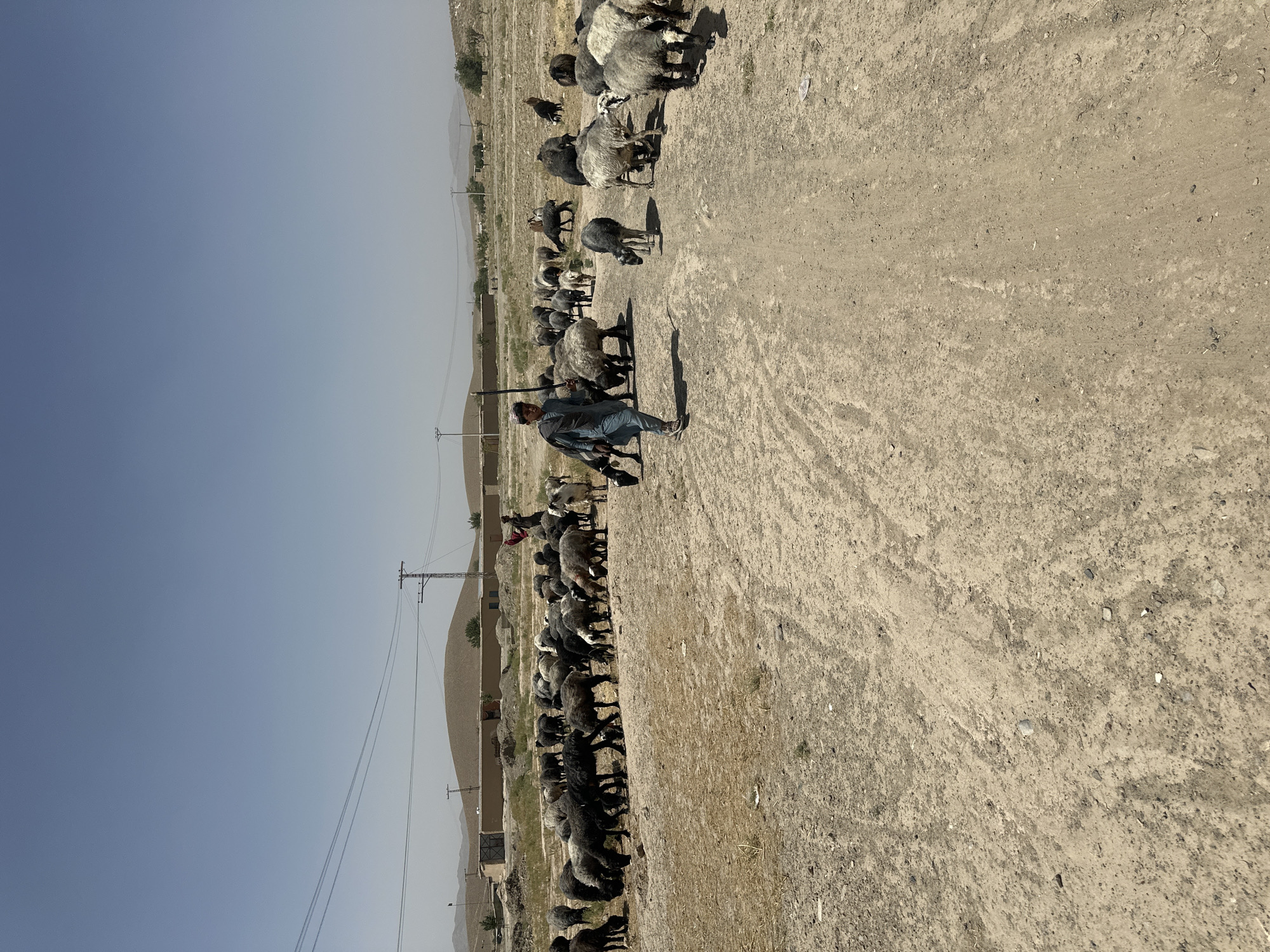 The image depicts a rural outdoor scene with a herd of sheep being guided by at least two individuals in the foreground and midground. The environment is arid, characterized by a dry, dusty, dirt path or road running diagonally through the center of the frame. The ground is a light brown, sandy color with scattered small stones and sparse dry vegetation.
In the foreground, a young person dressed in light blue traditional clothing and a white cap is walking from left to right, holding a long stick. They are looking towards the herd. Further back, another individual in dark clothing appears to be interacting with some of the sheep, possibly directing them.
The herd consists of numerous sheep, predominantly dark-colored (black and dark gray) with some lighter-colored ones, appearing to graze or move along the path. The sheep are clustered together in various parts of the image, with some individuals scattered further out.
In the background, there are low, rolling hills that are barren and light brown. Scattered buildings, appearing to be made of mud brick or similar materials, are visible on the left side of the frame, along with utility poles and wires. The sky is a clear, pale blue, indicating a sunny day.
While the image is described as being located in Kanozai, Pakistan, there are no specific landmarks or details within the photograph that definitively confirm this location. The scene is consistent with a pastoral setting in a dry, mountainous region.