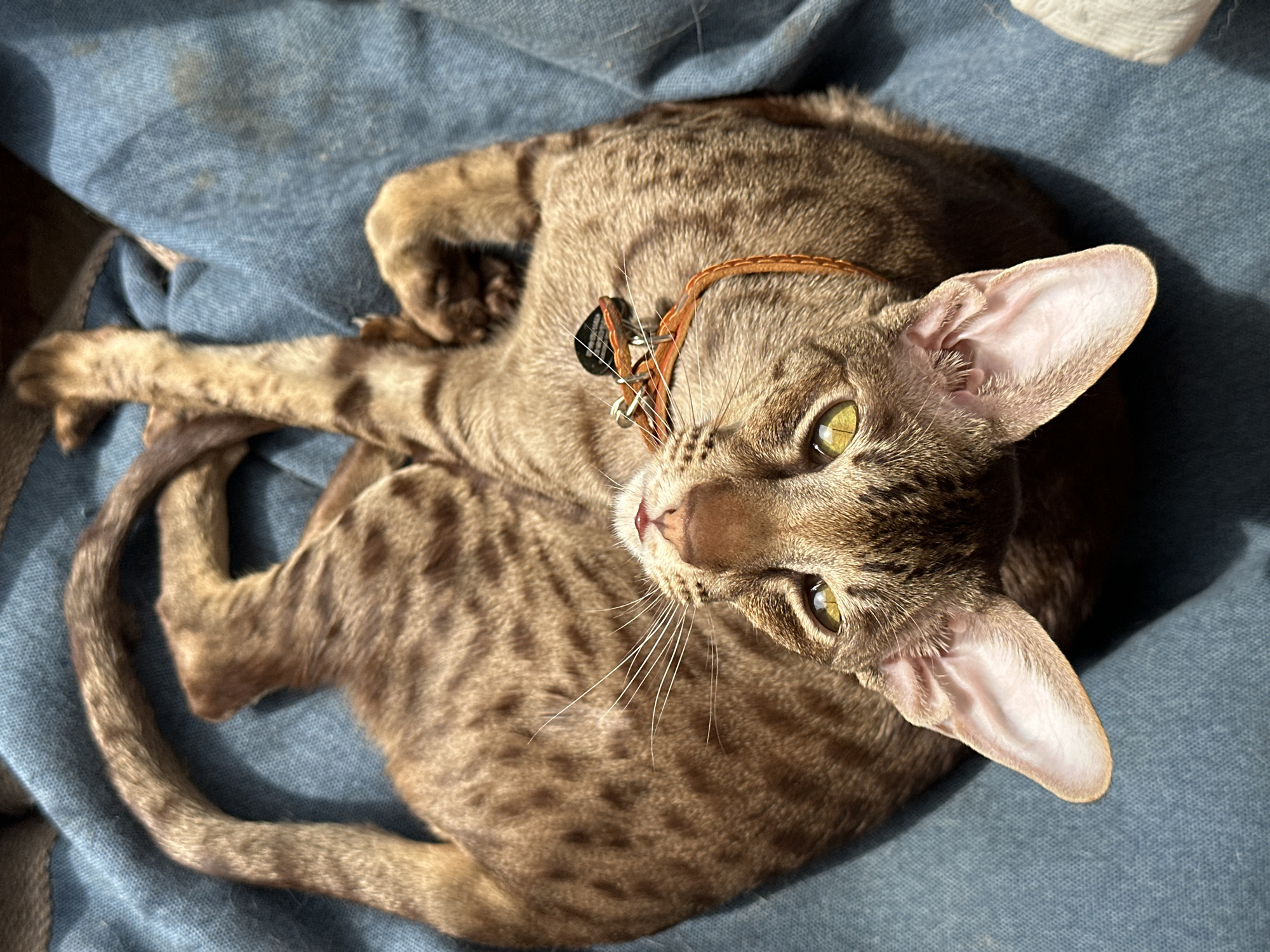 A high-angle, medium close-up photograph features a lean, short-haired cat with striking brown tabby markings, including clear mackerel stripes and subtle spots, resting on a textured light blue fabric surface. The cat's large, pointed ears are prominent, and its expressive green-yellow eyes gaze directly towards the camera with an alert and curious expression. It wears a thin, braided brown leather collar adorned with two small, metallic tags; one black, one silver. Any text on these tags is illegible due to the angle and resolution. Strong, directional natural light, likely sunlight streaming from a window, illuminates the scene, casting defined shadows on the cat's body and the fabric, suggesting it is daytime. The cat's pinkish-brown nose and long, white whiskers are clearly visible. Its body is curled, with one front paw extended forward and its striped tail wrapped around its hindquarters, indicating a relaxed yet attentive posture within a domestic setting in Moscow, Russia. The light blue fabric appears to be a worn denim-like material, possibly part of a blanket or cushion.