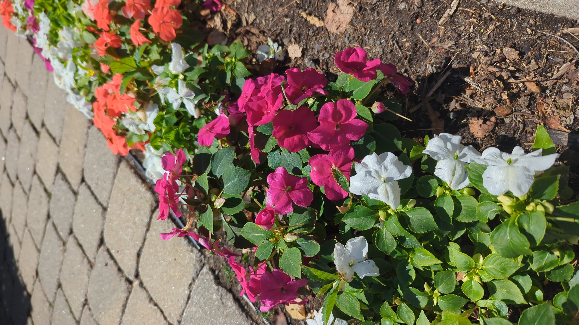 The image displays a flower bed with a variety of impatiens flowers. The flowers are in bloom, with colors including vibrant pink, white, and coral orange. They are planted along a paved walkway made of light brown interlocking pavers. The walkway is in the foreground and extends to the left of the image. The background shows more flowers and the ground beneath them, which appears to be a mixture of soil and mulch with some fallen leaves. The scene is lit by bright sunlight, casting shadows. The location is identified as a residential area in Montreal, Canada. There are no people or animals visible in the image.