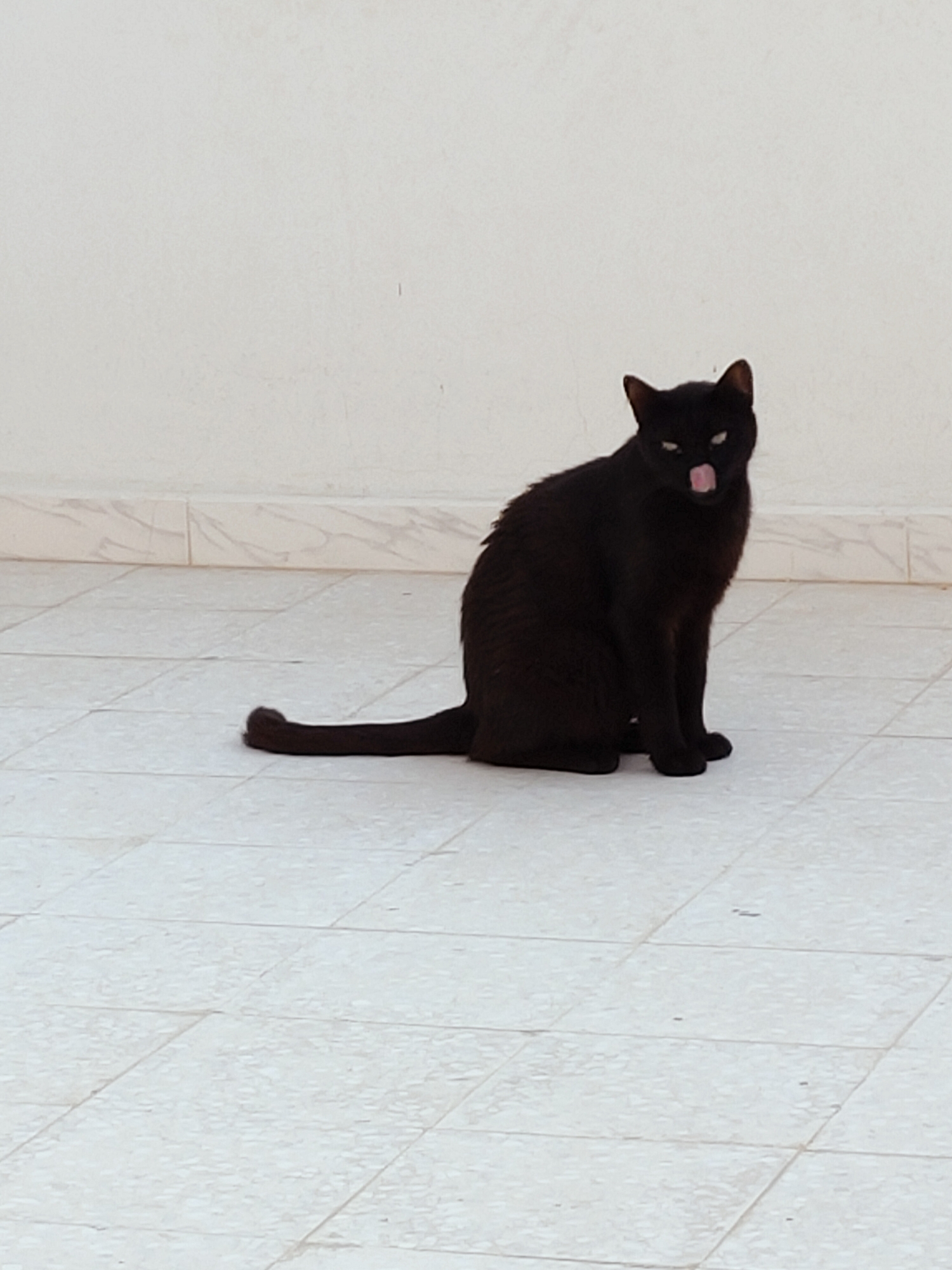 A black cat sits on a tiled patio, its tail extended straight behind it, resting on the floor. The cat is facing forward and slightly to its right, with its tongue sticking out, giving it a playful or perhaps inquisitive expression. The cat's fur is dark and appears short. Behind the cat, a white wall serves as the backdrop, with a decorative tiled border running along the bottom of the wall. The patio is made of light-colored square tiles. The lighting suggests it is daytime, possibly outdoors on a bright day, though no specific weather conditions are visible. The setting appears to be a residential outdoor space, possibly a courtyard or balcony, common in the Ariana region of Tunisia. No text is visible in the image.