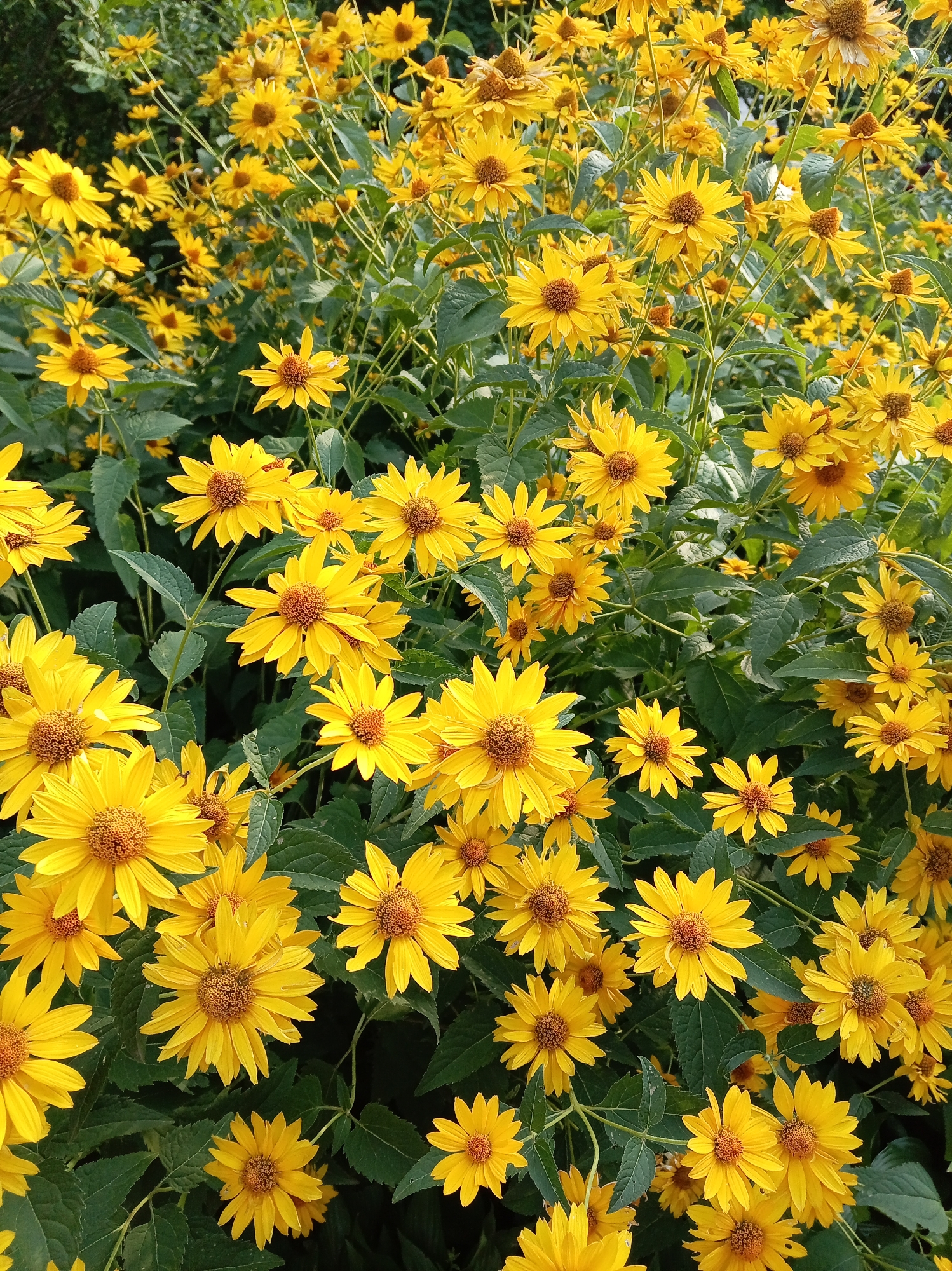 The image depicts a dense cluster of yellow wildflowers with brown centers, likely Oxeye daisies or a similar variety. The flowers are in various stages of bloom, with some fully open and others still partially closed. They are interspersed with lush green foliage, creating a vibrant natural scene. The lighting suggests it is daytime, possibly with soft sunlight filtering through the leaves. The background is a blur of green and darker hues, indicating a natural outdoor environment. There are no people or man-made objects visible in the frame, focusing solely on the floral subject. The scene is highly likely to be found in a garden or a wild meadow in Yessentuki, Russia, a city known for its natural beauty and spa resorts, where such flora would be common during warmer months.