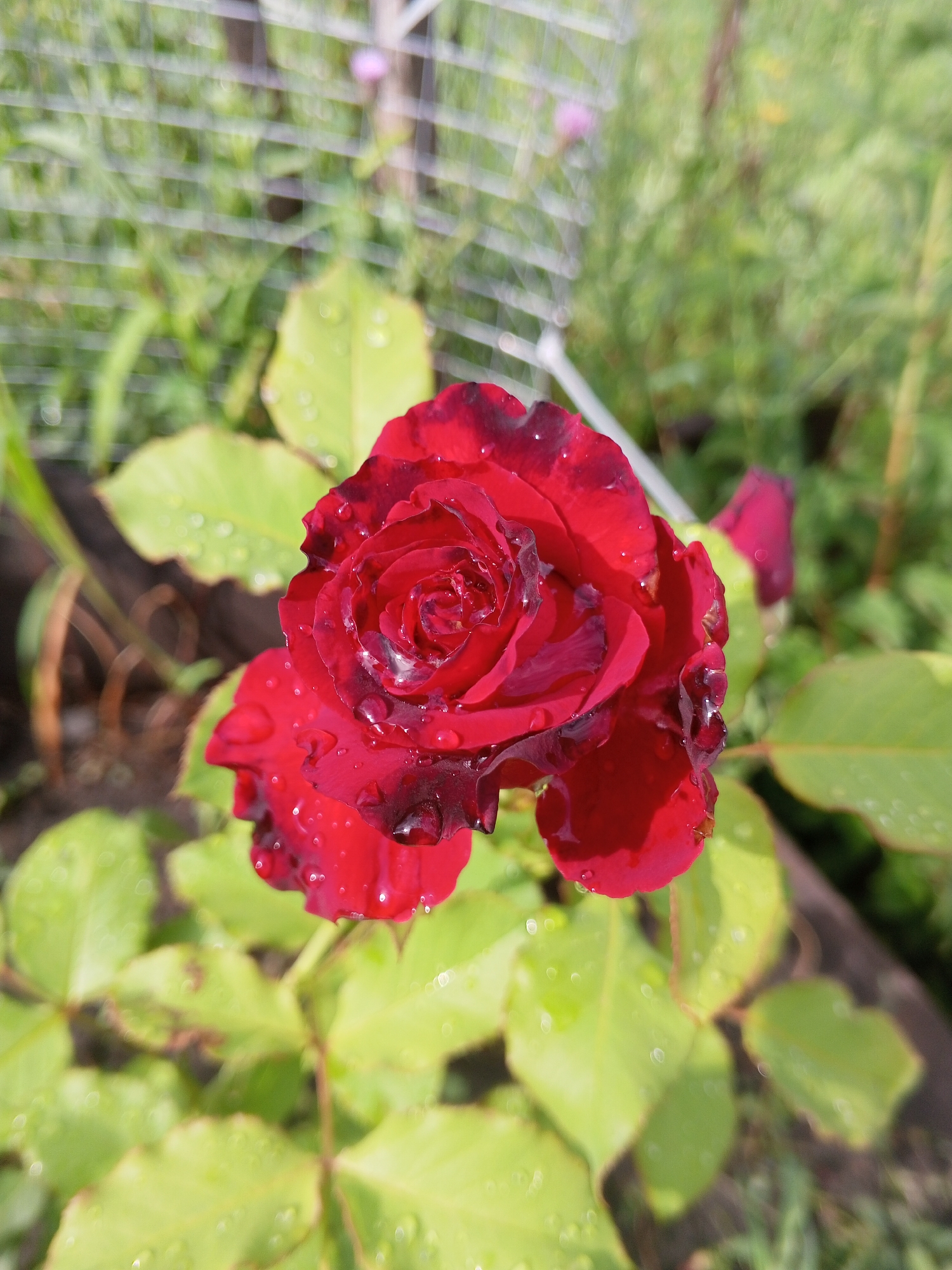 A close-up, eye-level, outdoor, medium shot shows a dew-kissed, deep red rose in focus. The rose petals are edged in a darker, almost black hue, and water droplets glisten on their surfaces. The rose is positioned in the center-left of the frame, with its stem and leaves extending downwards and to the left. The leaves are a vibrant green, also dotted with dew. The background is softly blurred, featuring more green foliage, hints of a wire fence, and a dark brown wooden border, possibly a garden bed. The lighting suggests a bright, sunny day. The scene is devoid of any people or animals.