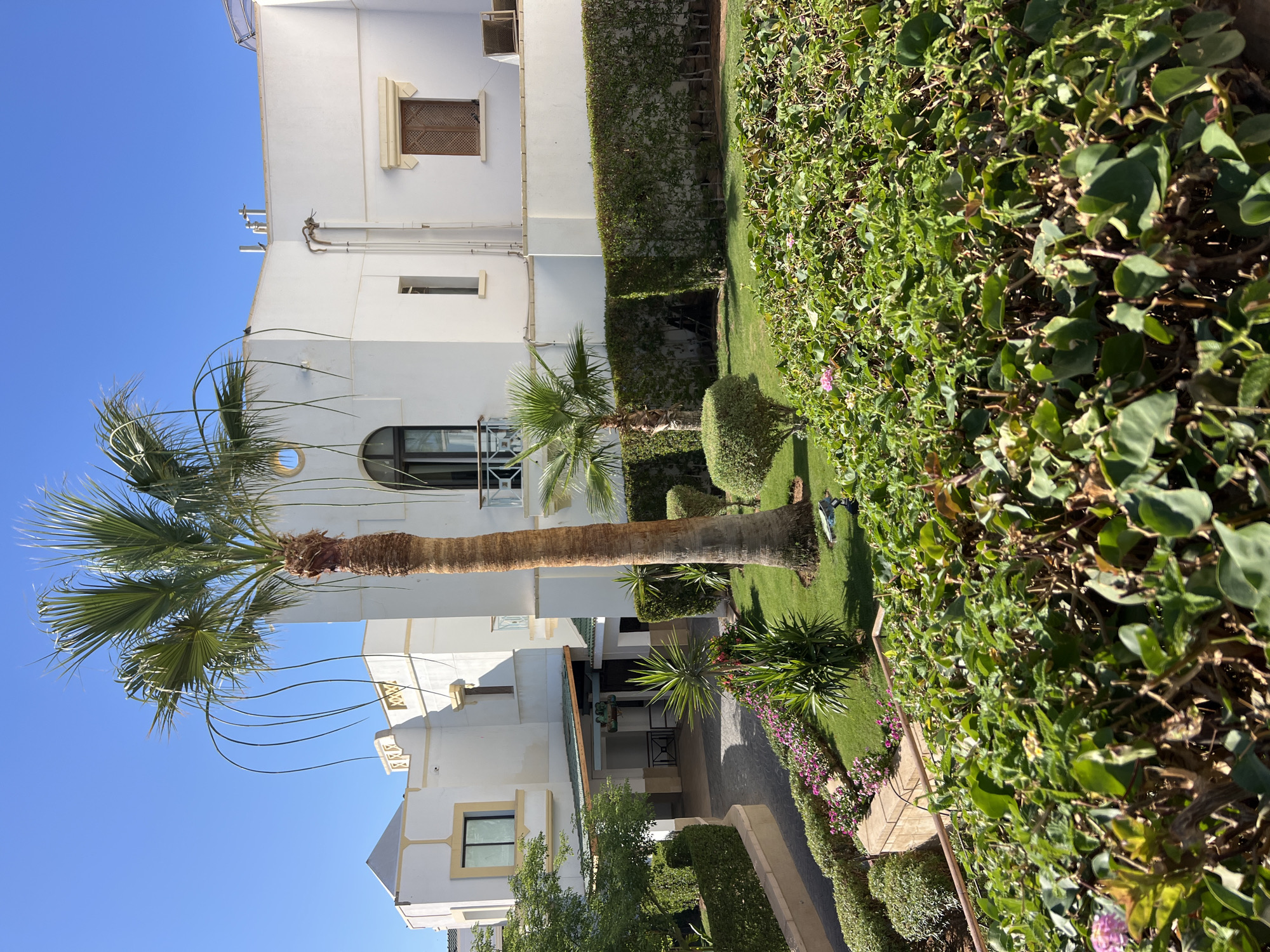 The image depicts a well-maintained courtyard in Sharm El Sheikh, Egypt, featuring a tropical aesthetic. A tall, mature palm tree with slender, arching fronds dominates the central area, its trunk textured and brown. Adjacent to it, a smaller palm tree stands. The buildings are modern, white structures with light yellow trim around windows and rooflines. Architectural details include arched windows, a lattice-covered window on the right side of the main building, and balconies with decorative railings. The foreground is filled with lush, green foliage, including hedges and flowering plants with small pink blossoms. A neatly manicured lawn surrounds the palm trees. A paved pathway winds through the garden. The sky is a clear, bright blue, indicating a sunny day. There are no people visible in the image.
