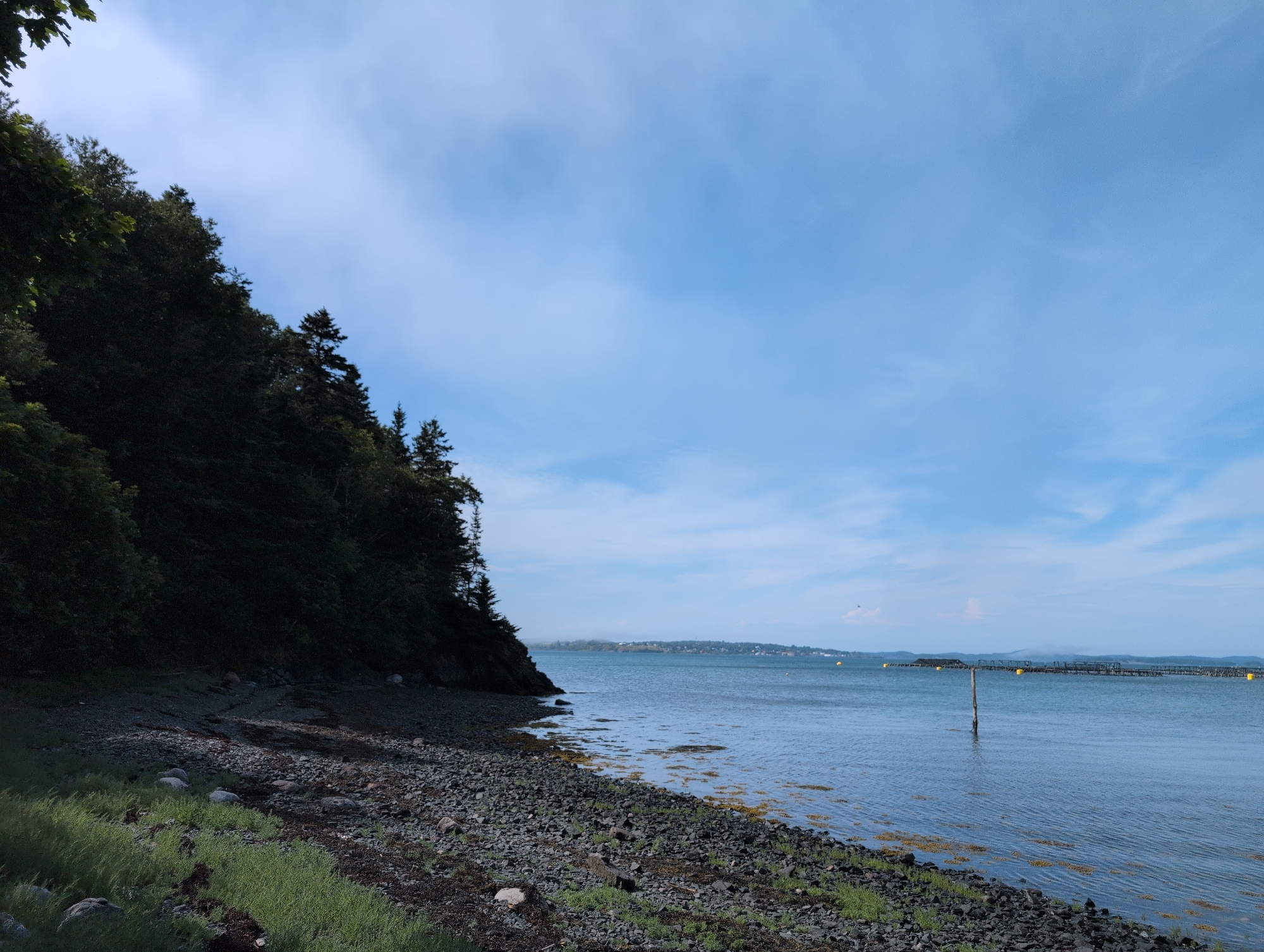 This image depicts a scenic view of the coastline in Campobello Parish, Canada. The foreground is a rocky shore with patches of green grass and seaweed. To the left, a dense forest with dark green foliage covers a steep incline. The water in the middle ground is calm and blue, with a single wooden post standing in the water. In the distance, a long structure, possibly a pier or aquaculture farm, stretches across the water, marked by yellow buoys. The background shows a hazy shoreline with a few buildings, and a clear blue sky with wispy clouds. There are no people or animals visible in the image.