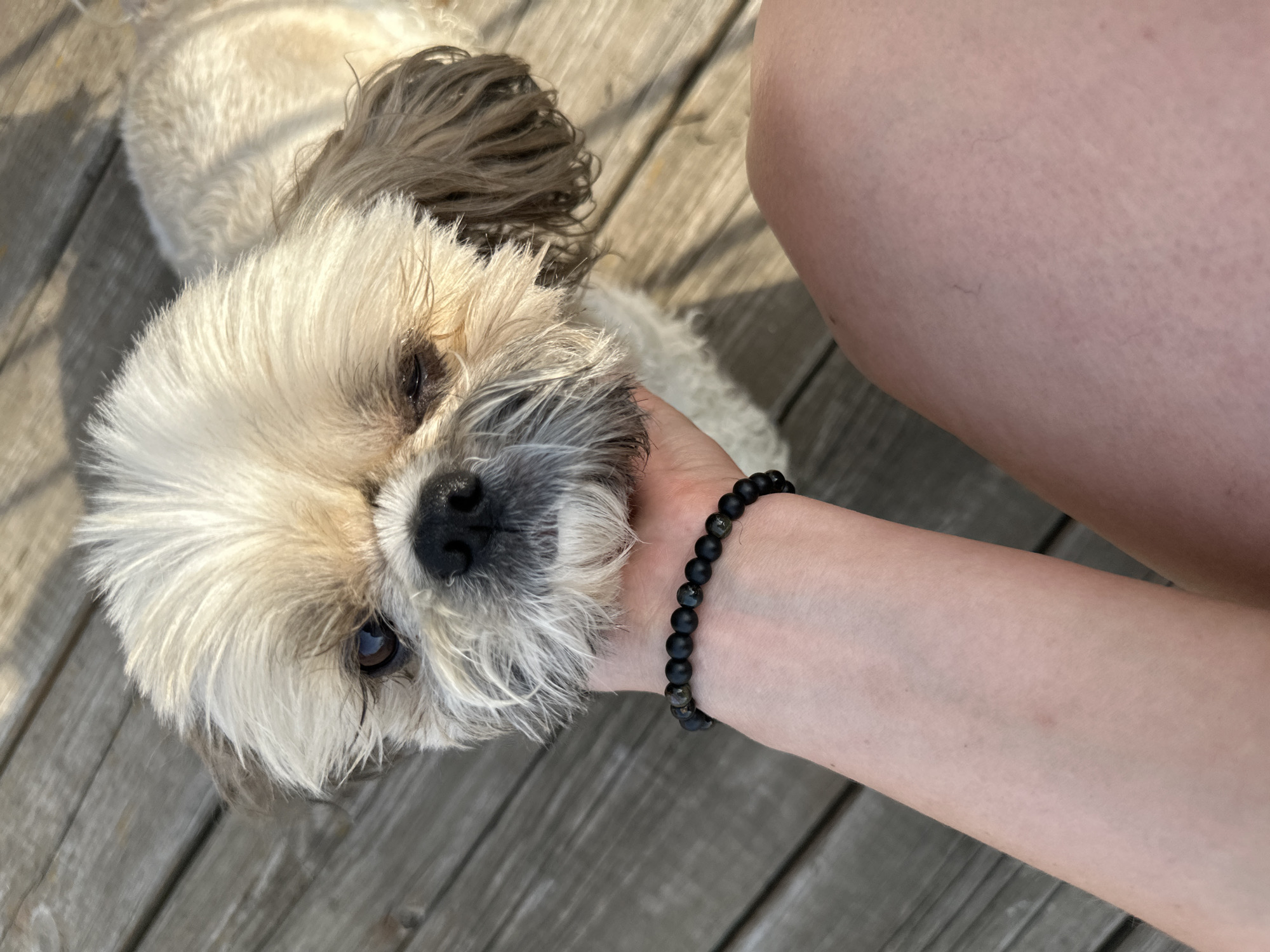 A Shih Tzu dog with light brown and white fur is being petted on its head by a person. The dog's face is close to the camera, with one eye partially closed. The person's arm, wearing a black beaded bracelet, is visible supporting the dog's head. The background consists of weathered wooden planks, suggesting an outdoor setting. The scene is captured in Chaikovsky, Russia.