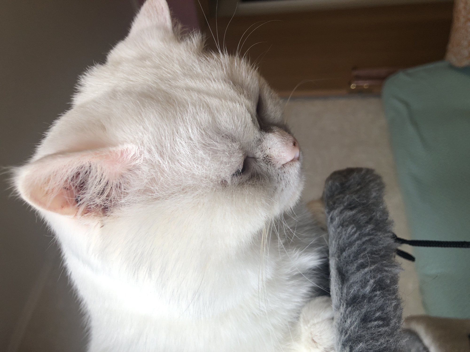 A close-up, high-angle shot captures a fluffy white cat with a light grey tabby marking on its head, looking down. The cat is perched on a grey, furry surface, likely part of a cat tree. Its pink nose and closed eyes suggest a moment of rest or deep thought. The background is blurred, hinting at an indoor environment with hints of furniture and a wall. The lighting is natural, coming from the side and top, casting soft shadows.