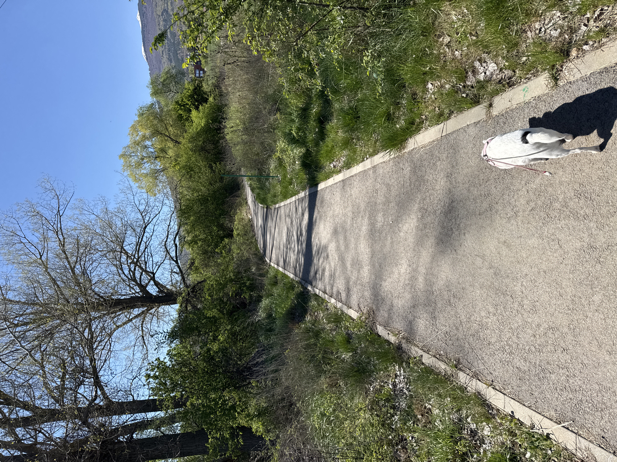 A pedestrian pathway stretches into the distance, flanked by greenery on either side. A white dog with black markings is visible in the foreground, walking along the path. To the left, trees and bushes create a natural border, while a mountain range is visible in the background under a clear blue sky. The location is potentially a park or trail in the city of Sofia, Bulgaria.