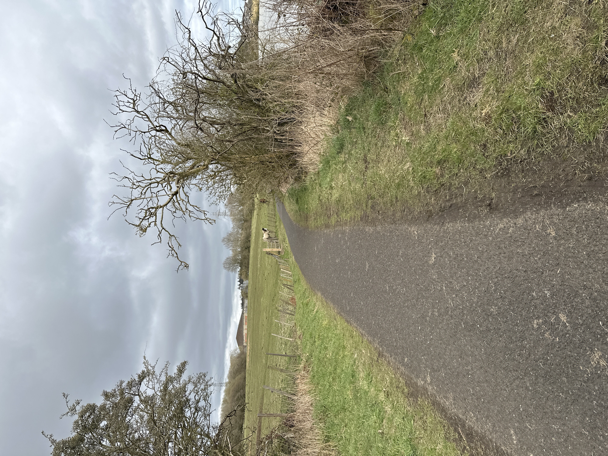 The image presents a ground-level view of a path in a rural setting. The path, composed of dark asphalt or similar material, extends into the distance, curving slightly to the left. To the right of the path is a grassy verge, while to the left, a grassy field is bordered by a dilapidated wooden fence. Beyond the fence, a field contains at least one sheep visible in the middle distance. Bare trees and bushes line the left side of the path, adding a sense of enclosure. The sky is overcast, contributing to a subdued, grey atmosphere. Given the rural characteristics and geographical constraints, the scene can potentially locate to Dunfermline, United Kingdom. No individuals are visible in the image.