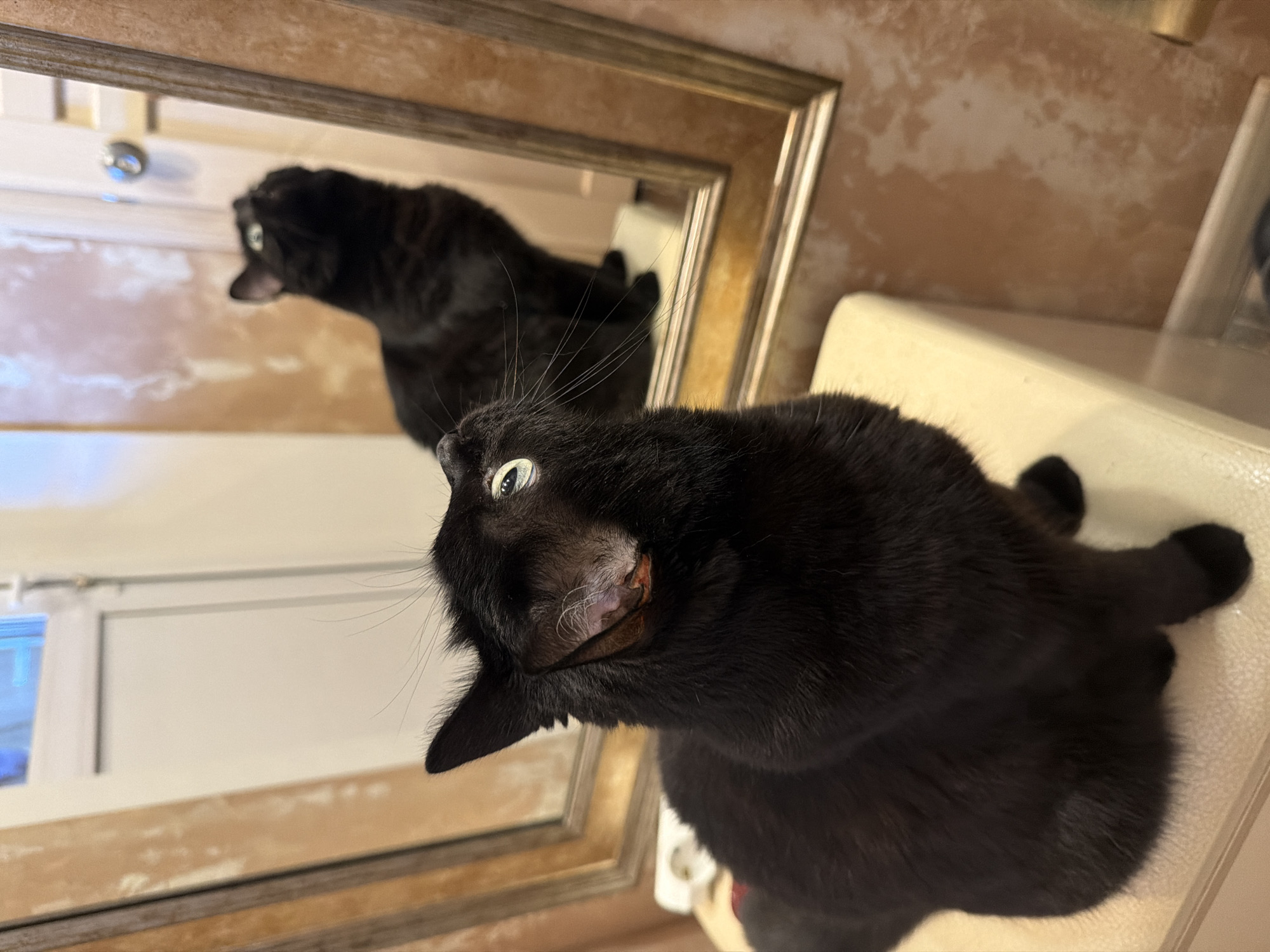 A black cat with light green eyes sits on a cream-colored ottoman, looking up and to the right, seemingly at its reflection in a large, ornate mirror. The mirror reflects the same black cat, also looking upwards. The background of the image is a wall with a distressed, textured wallpaper in shades of beige and pink, and a white door with a silver doorknob. The scene is indoors, likely in a domestic setting, as suggested by the furniture and decor. The image does not provide any information or context about the city of Novosibirsk, Russia.
