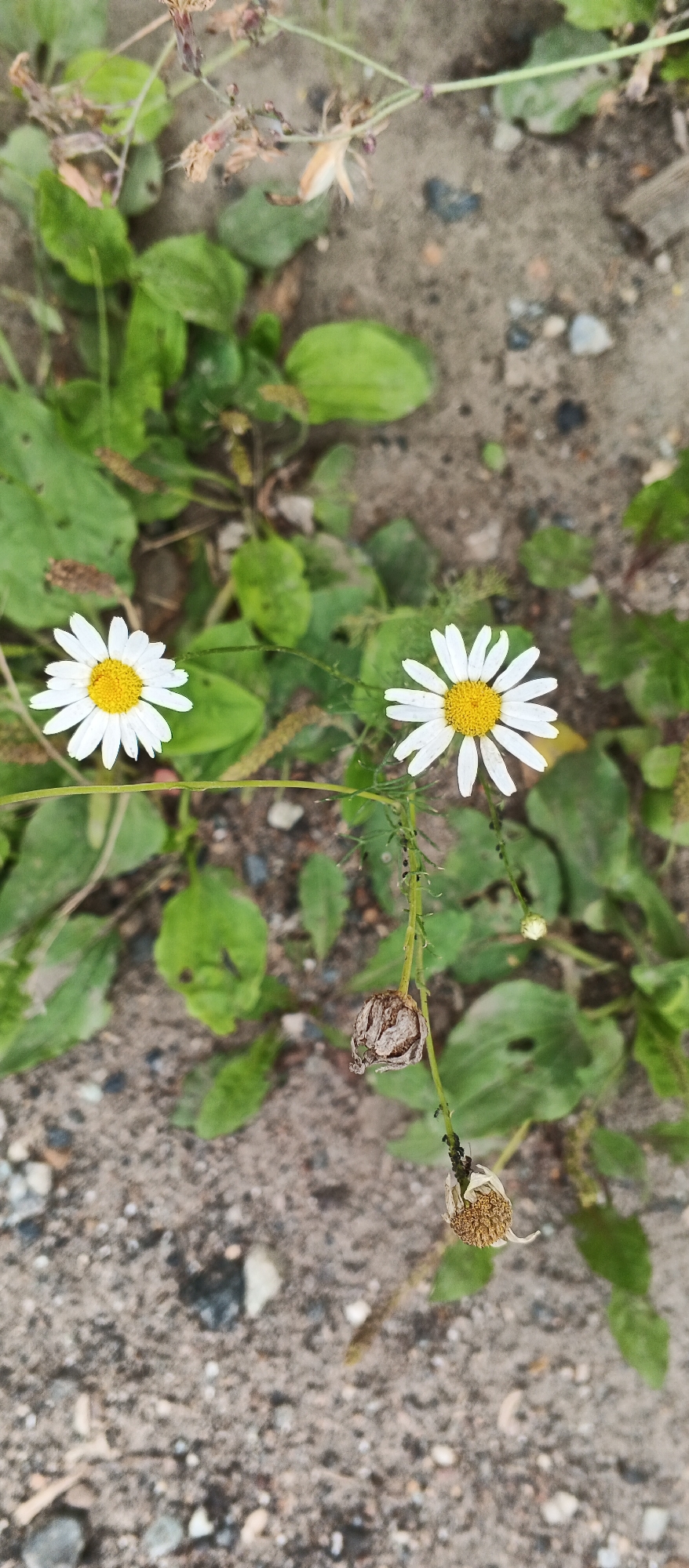 The image shows a close-up, top-down view of two white daisies with yellow centers, growing amongst green foliage and dry, sandy ground. The flowers appear to be wild or uncultivated. One daisy is in focus on the left, while the other is slightly out of focus to the right. There are also some dried seed heads and small insects visible on the plant stems. The ground is composed of sand, small pebbles, and some organic debris. The overall scene suggests an outdoor natural setting, possibly in a park, garden, or undeveloped area. The specific location in Izhevsk, Russia cannot be determined from the visual information alone.