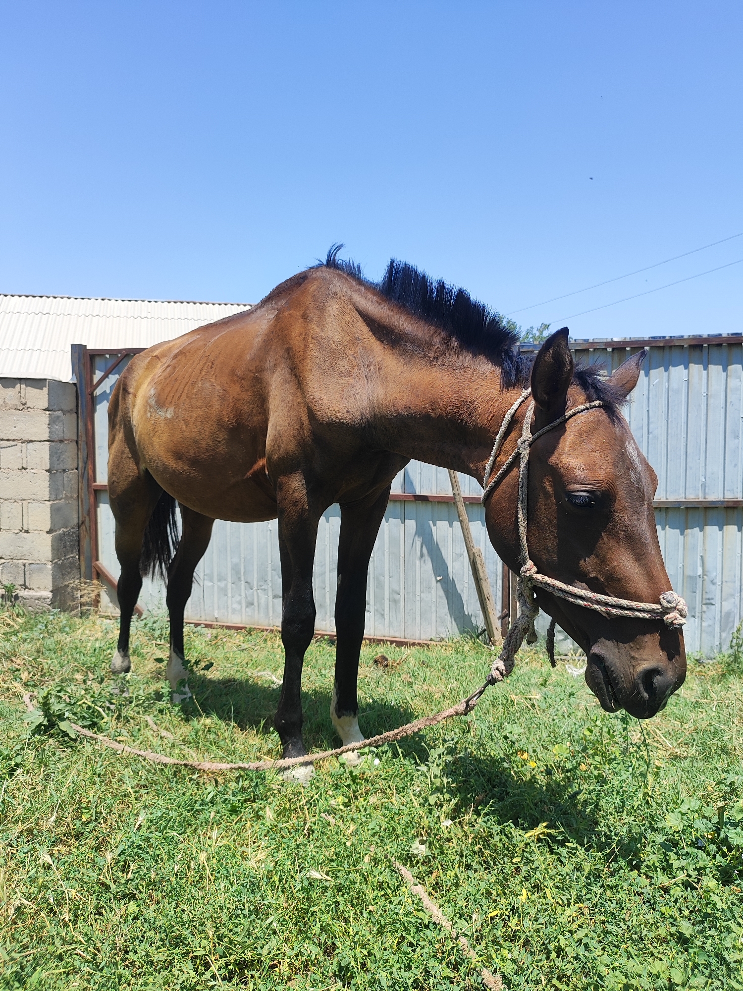 A brown horse is tethered by a rope in a grassy area. The horse is wearing a rope halter and is facing to the right, with its head lowered. Behind the horse is a corrugated metal fence. To the left of the fence is a wall made of cinder blocks. The sky is clear and blue. The scene appears to be outdoors, possibly in a rural or semi-rural setting, such as the outskirts of Sultonobod, Tajikistan.
