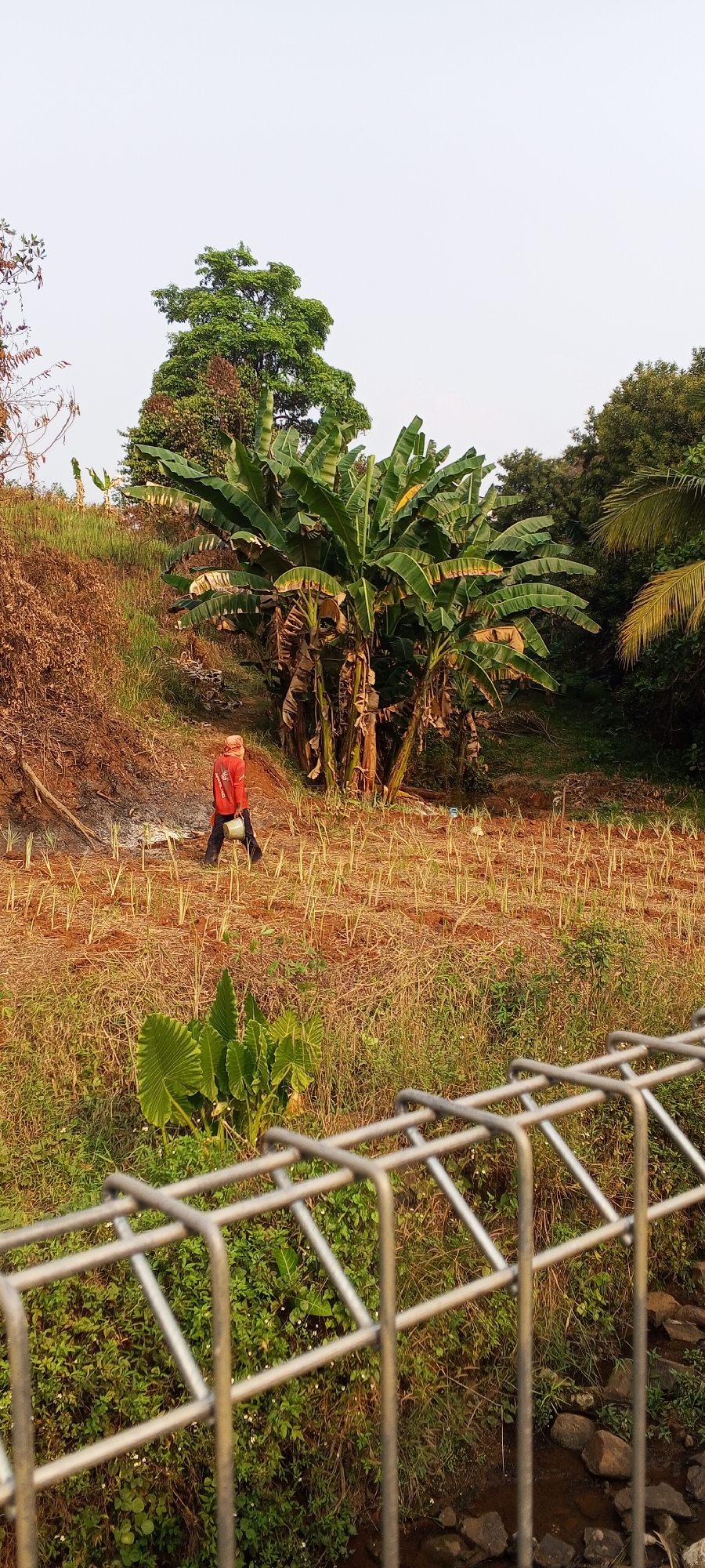 In the city of Gunung Putri, Indonesia, a farmer is seen working in a field filled with sparse, dry vegetation and small green shoots. The farmer, wearing a red shirt and dark pants, carries a yellow bucket and a red sprayer on their back. Behind the farmer, a cluster of banana trees stands tall. The background features a grassy slope covered in dry, brown foliage, with larger green trees further back. A metal fence runs across the foreground of the image. The sky is clear and overcast.
