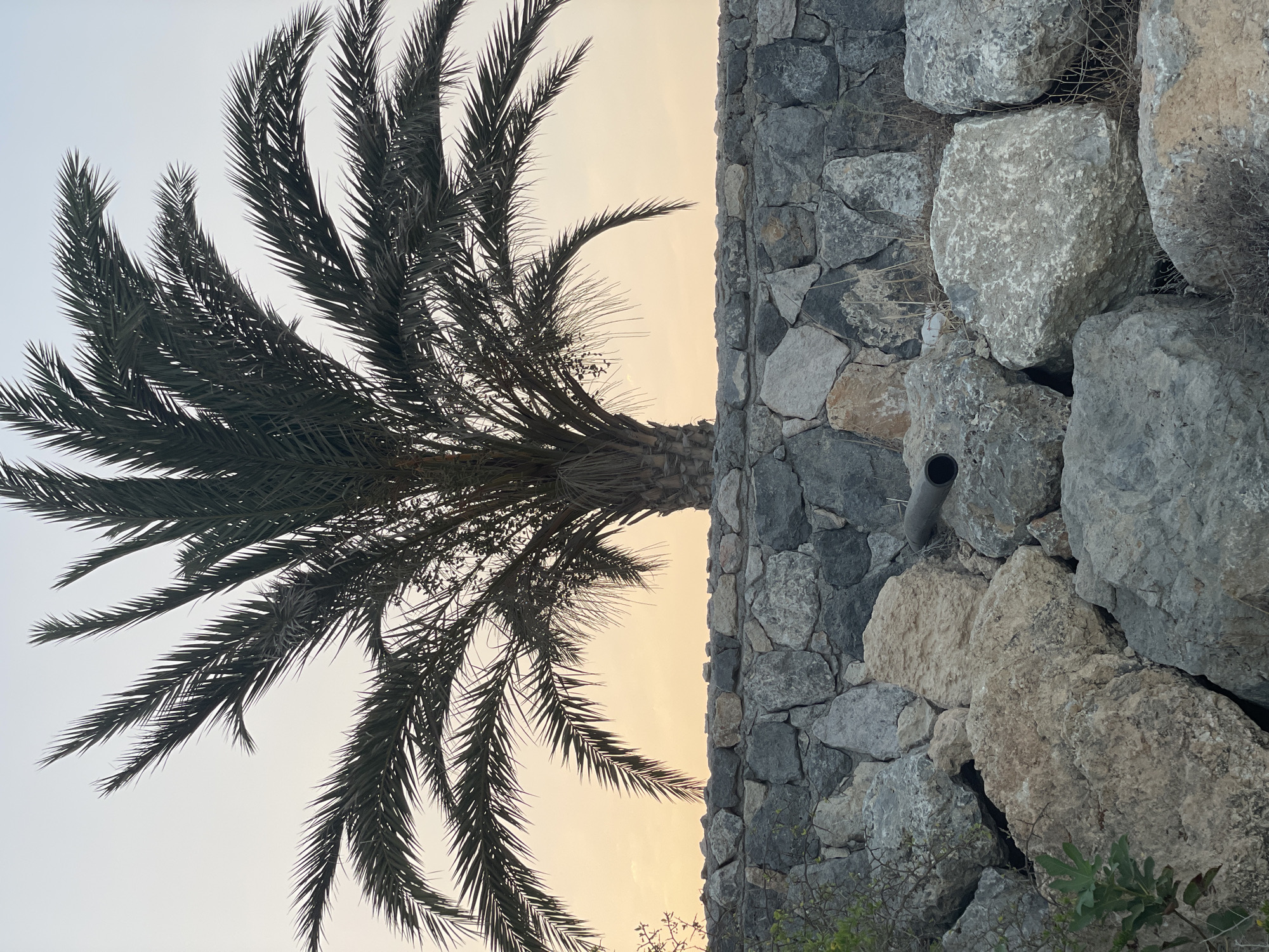 A palm tree with dark green fronds is silhouetted against a pale, hazy sky. The tree's trunk is partially visible behind a rough stone wall constructed from irregular gray and beige rocks. Below the wall, a jumble of large, rough-hewn stones and smaller rocks fills the foreground. A dark pipe protrudes horizontally from the stone wall in the middle right portion of the image. Dry grass and small green plants are scattered among the rocks. The scene appears to be outdoors, possibly in a coastal or arid environment. The location is Trikomo, Northern Cyprus.