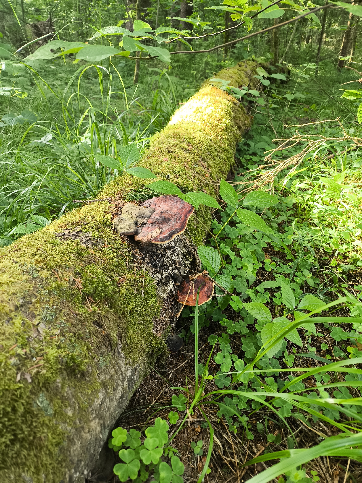 This media file depicts a fallen log covered in vibrant green moss and fungi, nestled within a lush forest setting. The log is the central object, running diagonally across the frame and illuminated by sunlight filtering through the canopy. Several bracket fungi, one with a prominent reddish-brown cap, grow from the mossy surface. Surrounding the log is a dense undergrowth of various green plants, including clover with its distinctive three-leaflets, tall grasses, and broader-leafed plants. The overall impression is one of a secluded, natural environment, likely a forest floor. The scene suggests a peaceful and undisturbed moment in nature. The time of day appears to be daytime, given the dappled sunlight. There are no people visible, and no text is present in the image. The location context of Гудок Снт, Russia, reinforces the image's depiction of a natural, possibly rural or forested area.