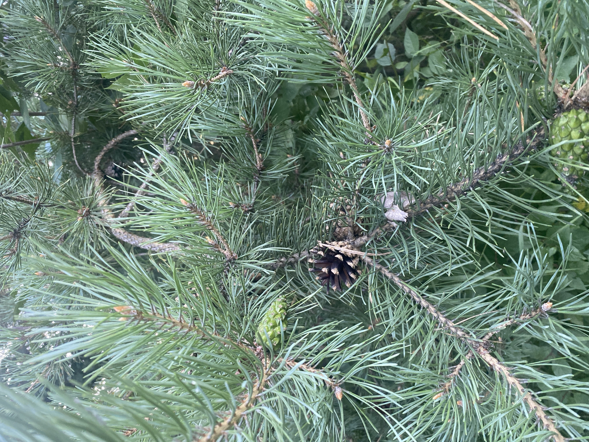 The image shows a close-up view of pine branches with needles and pinecones. In the center of the image, a mature, dark brown pinecone is visible, partially obscured by the green needles. To the left, a smaller, green pinecone is also present. The background consists of more pine needles and some green foliage, suggesting an outdoor setting. The scene is likely located in Митино, Russia, given the context. There are no people or any specific actions depicted in the image.