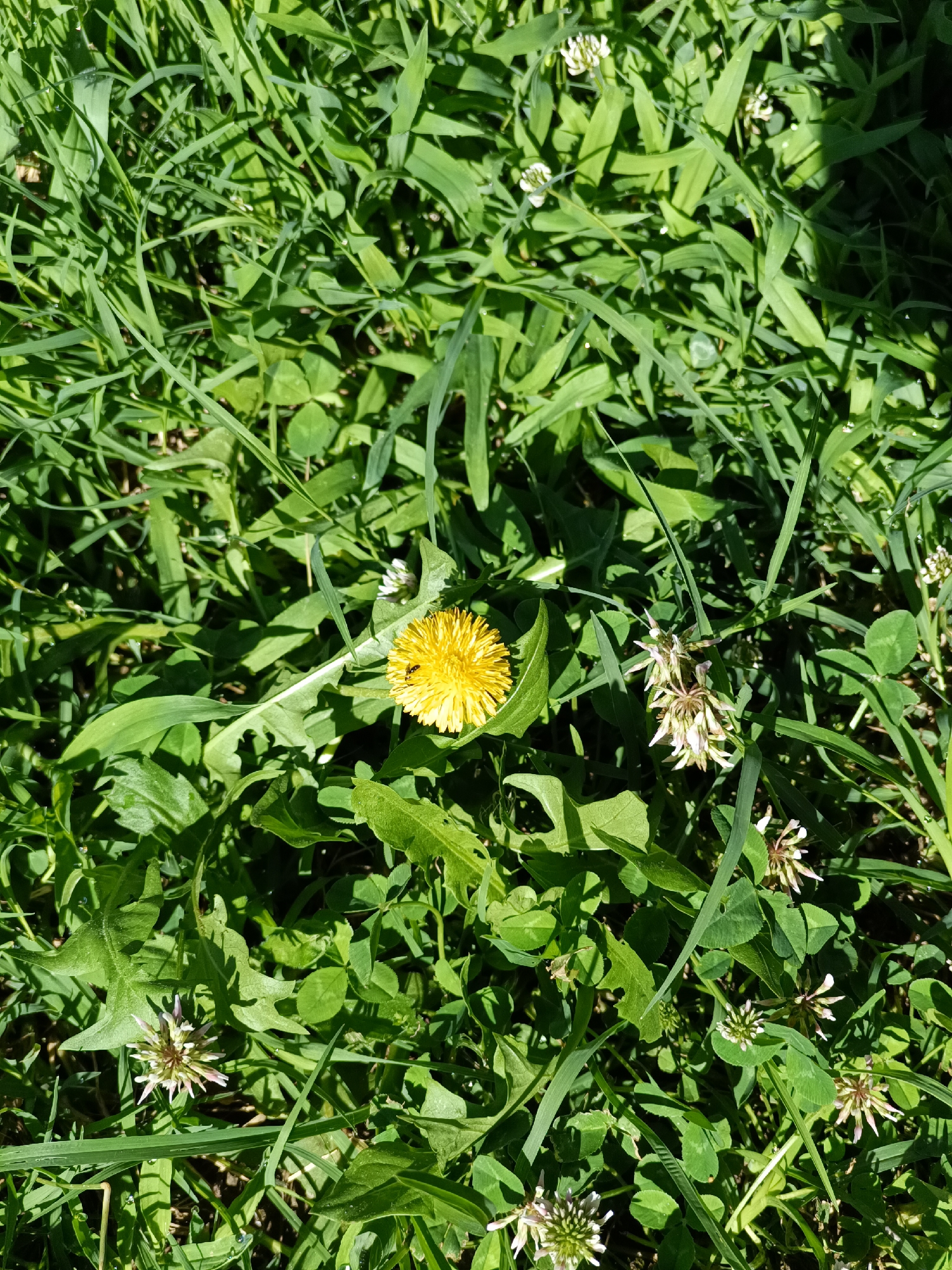 The image shows a patch of green grass with scattered clover and dandelion flowers. A single bright yellow dandelion is prominent in the center-right of the frame, with a small dark insect on one of its petals. Several white clover flowers are visible throughout the image. The grass is lush and appears to have dew drops on some blades. The lighting suggests it is a sunny day, with shadows cast on the vegetation. The scene depicts a natural outdoor setting, likely a park or a grassy area in a residential neighborhood. There are no people or man-made structures visible. This image could have been taken in Novi Sad, Serbia, given the prevalence of such vegetation in parks and green spaces within the city, for example, in Liman Park or along the Danube riverbank.