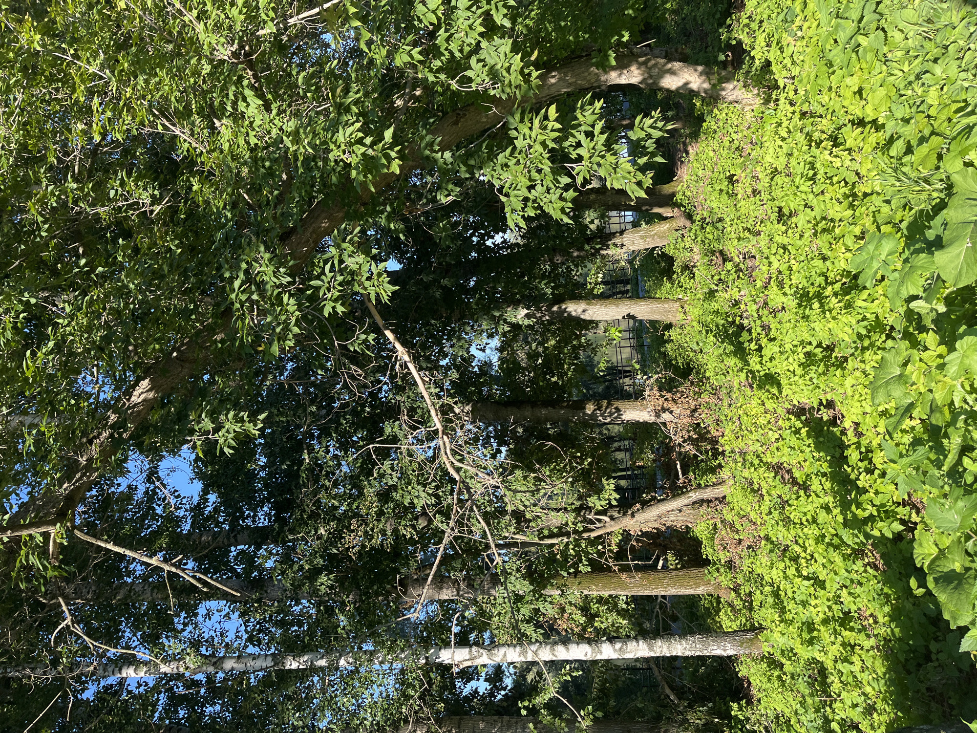 The image depicts a sun-drenched forest floor covered in lush green vegetation, with several trees of varying types and sizes dominating the scene. The trees have dense canopies of leaves, creating patches of shade and dappled sunlight on the ground. In the background, a body of water is visible, beyond which a fence and a distant line of trees can be seen. The overall impression is one of a natural, untamed landscape, possibly a park or a nature reserve. The specific location of Blagoveshchensk, Russia, is not explicitly evident from the visual information provided in the image. There are no people or animals present in the scene. The environment appears tranquil and serene, suggesting a peaceful natural setting.