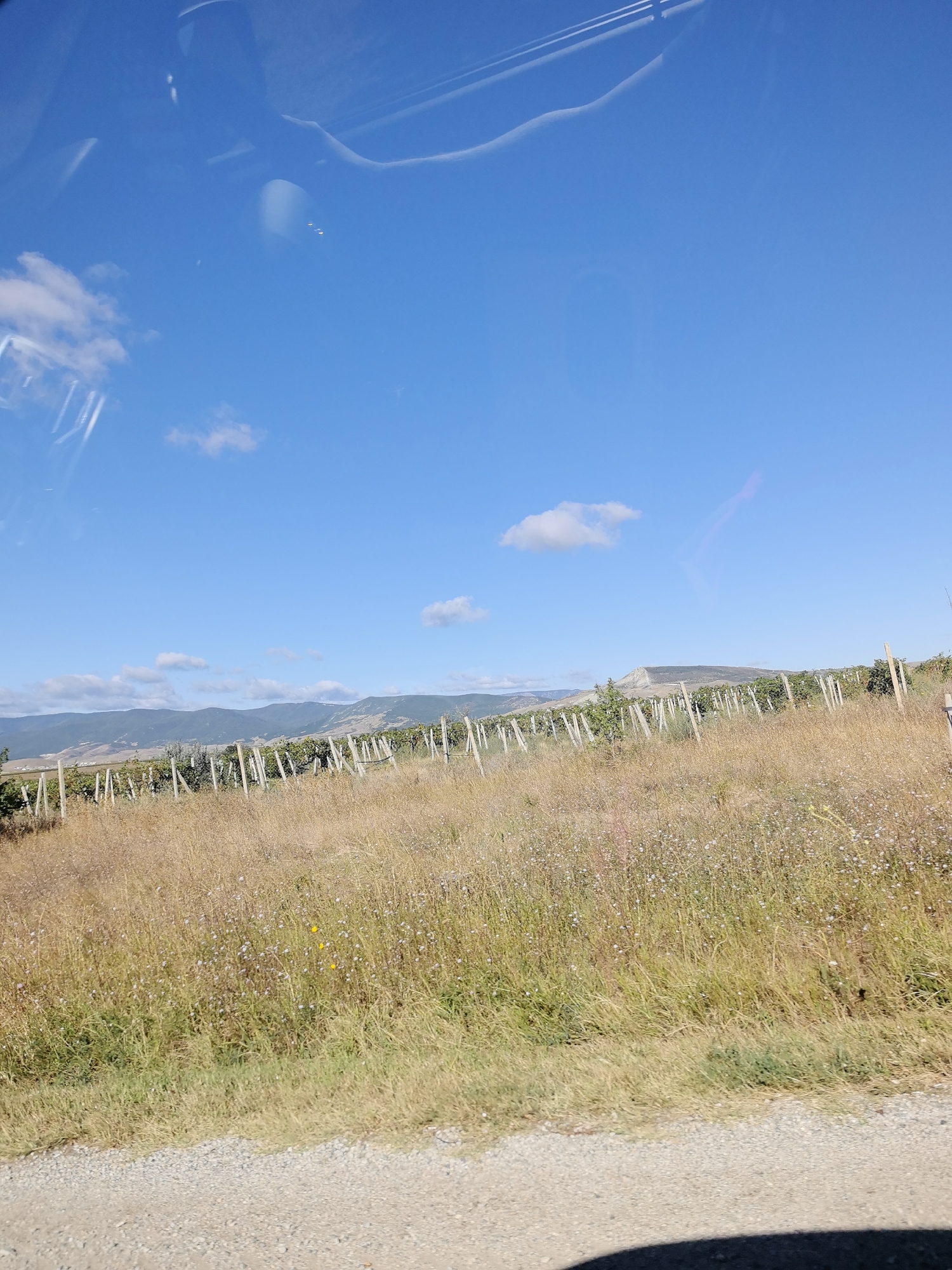 The image depicts a view of a rural landscape under a clear blue sky with scattered clouds. In the foreground, a gravel path runs along the bottom edge of the frame. To the right of the path, a patch of dry, golden grass with small white and yellow wildflowers is visible. Beyond the grassy area, a vineyard stretches across the mid-ground, characterized by rows of grapevines supported by wooden stakes and wires. The vines appear to be a mix of green foliage and drier, autumnal colors. In the background, rolling hills and mountains form a distant horizon, receding into a hazy, blueish tint. The overall scene suggests a sunny day in a vineyard region, likely in the vicinity of Коктебельский поселковый совет, Ukraine, given the terrain and vegetation. Reflections are visible on what appears to be a glass surface in the upper portion of the image, possibly a car windshield.
