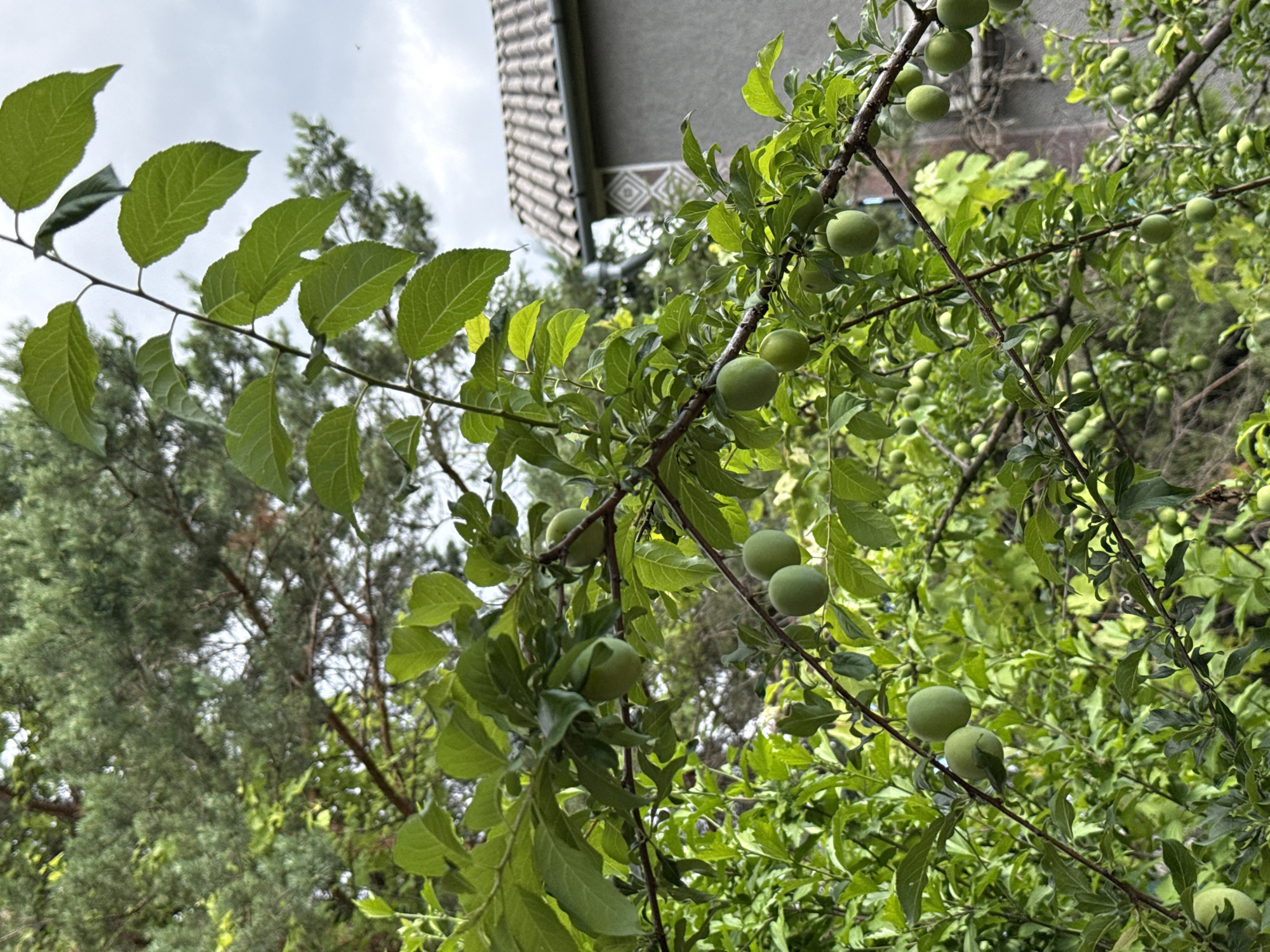 The image captures a close-up view of a plum tree branch laden with unripe green plums. The plums are clustered on the branch, with a few more visible further in the background among the dense green foliage. The leaves of the tree are a vibrant green and appear healthy.
In the background, to the left, the eaves and part of the roof of a building are visible, suggesting a domestic setting, possibly a garden or backyard. The roof tiles are grey and arranged in a pattern. To the far left and behind the plum tree, the darker green foliage of a conifer tree can be seen. The sky is overcast with a cloudy, grey hue, indicating a potentially mild or rainy day.
The scene is one of nature's bounty, showcasing the early stages of fruit development on a tree. The focus is on the plums and the lush greenery, creating a serene and natural ambiance. No people are visible in the frame. The time of day is indeterminate due to the overcast sky, but the natural light suggests daytime. The location context provided is Obukhivka, Ukraine. There is no visible text in the image.