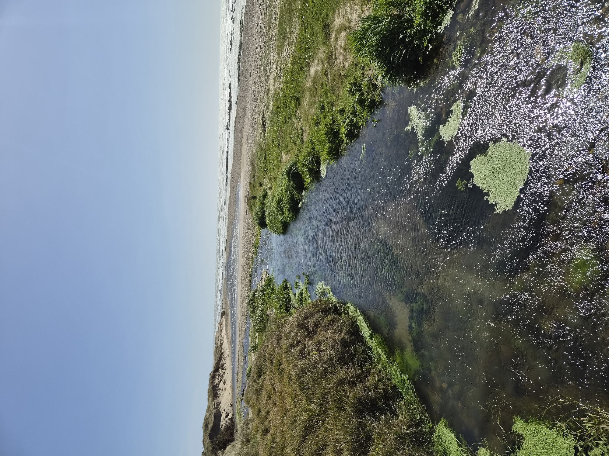 The image captures a stream flowing towards the sea, likely in Esposende, Portugal, given the geographical characteristics of the area. The stream is narrow, with clear water reflecting sunlight, and features patches of aquatic plants. The banks are covered in lush green vegetation and grasses. Adjacent to the stream is a sandy beach and the sea, appearing calm under a clear blue sky. The scene suggests a natural environment, likely a coastal area where freshwater meets the ocean. There are no people or any signs of human intervention visible.