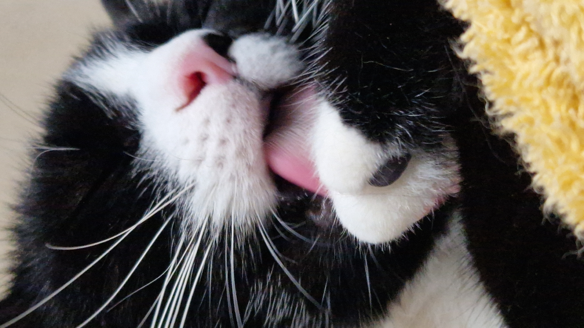 The image is a close-up of a black and white cat grooming its paw. The cat's pink tongue is extended, and its white paw is held up to its mouth. The cat has black fur with white markings on its face and chest, and long white whiskers. The background is blurred and appears to be a soft, yellow surface. There is no information in the image that indicates a location in Riga, Latvia.