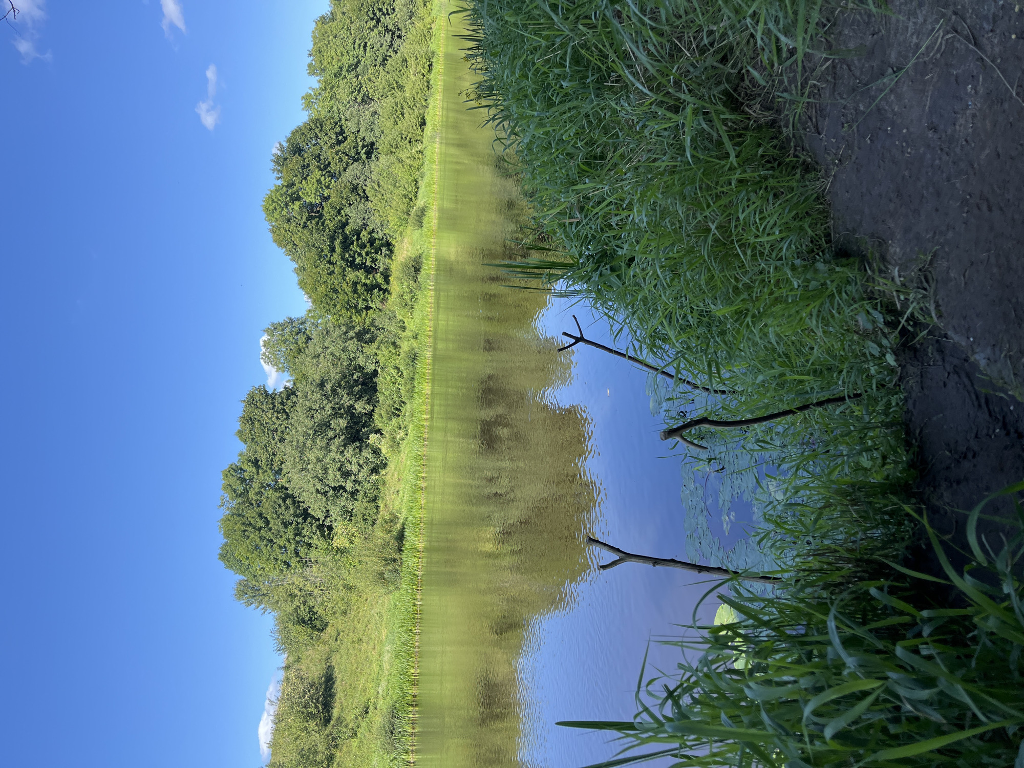 This image captures a serene natural scene of a riverbank on a clear, sunny day. The foreground is dominated by lush green grass and some reeds growing along the muddy bank. Two thin, Y-shaped branches protrude from the water near the bank, with lily pads scattered around them. The river itself is calm, reflecting the blue sky and the dense green foliage that lines the opposite bank. This opposing bank rises gently and is covered with a variety of trees and bushes, creating a verdant backdrop. The sky is a vibrant blue with a few wispy white clouds. The overall impression is one of a tranquil, undeveloped natural landscape. While the prompt mentions the location of Германавіцкі сельскі Савет, Belarus, there are no specific landmarks or features in the image that would allow for a precise identification of this exact location within the rural council. The scene is generic enough to represent many riverbanks in similar natural settings. There are no people or animals visible in the image, nor are there any man-made structures besides the two branches in the water which could be interpreted as natural debris or improvised fishing rods.