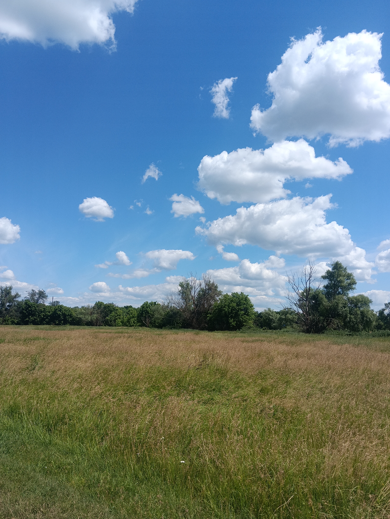 The image depicts a wide, sunlit field of tall, dry grass in the foreground, transitioning to a dense line of various green trees and foliage in the midground. The sky above is a vibrant blue, dotted with numerous fluffy white clouds of varying sizes and shapes. The overall scene conveys a natural, rural landscape under a clear, bright sky. No people, structures, or specific urban landmarks are visible, suggesting a location outside of a city.