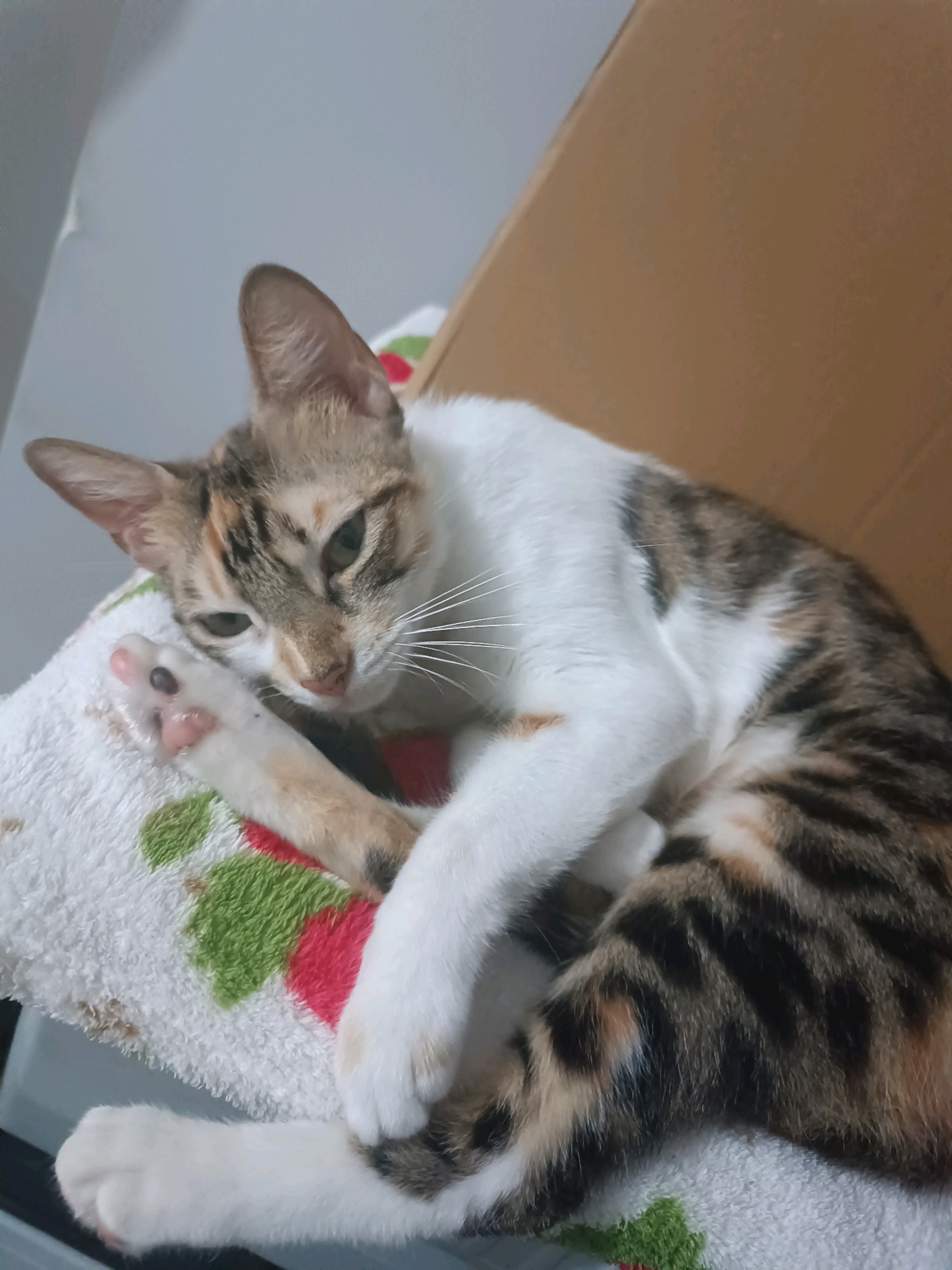 A calico cat is lying on a white towel with a colorful fruit pattern. The cat has white, brown, and black fur. Its front paws are crossed, and its head is resting on its paws. The cat is looking towards the camera with a slightly sleepy expression. The background is a plain wall and a cardboard box. This image was taken in Başakşehir, Turkey.