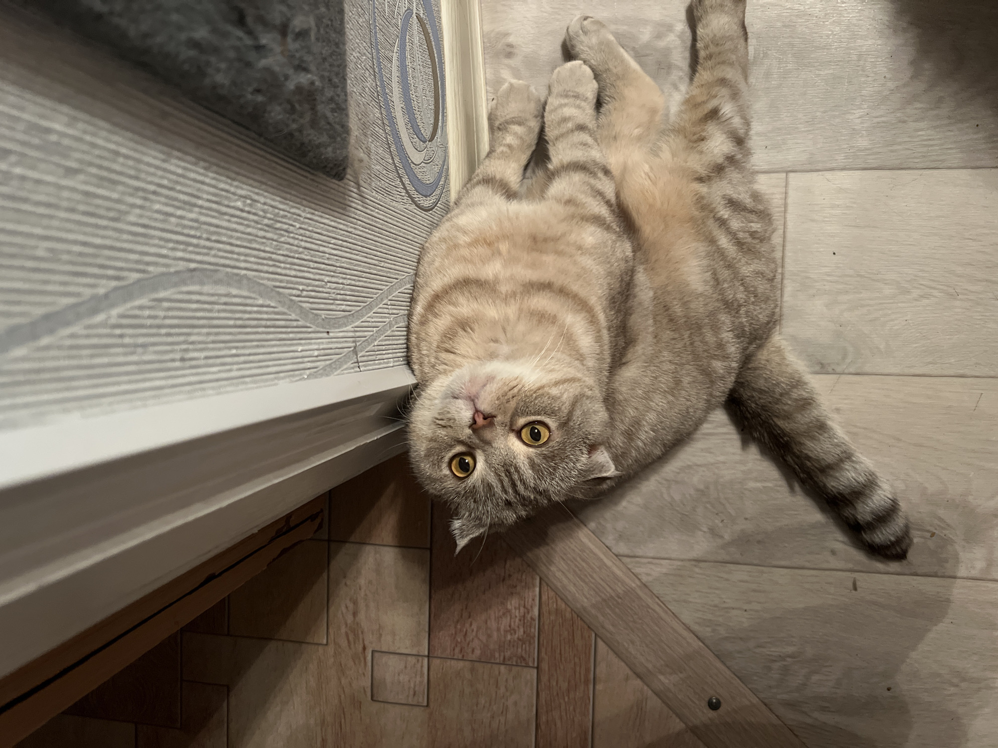 A tan and brown striped tabby cat lies on its back on a light beige wood-patterned floor. The cat's head is near a white and gray patterned wall, tilted upward toward the camera with its yellow eyes open. The cat's paws are curled near the wall, and its striped tail extends to the right. The location is Chaikovsky, Russia.