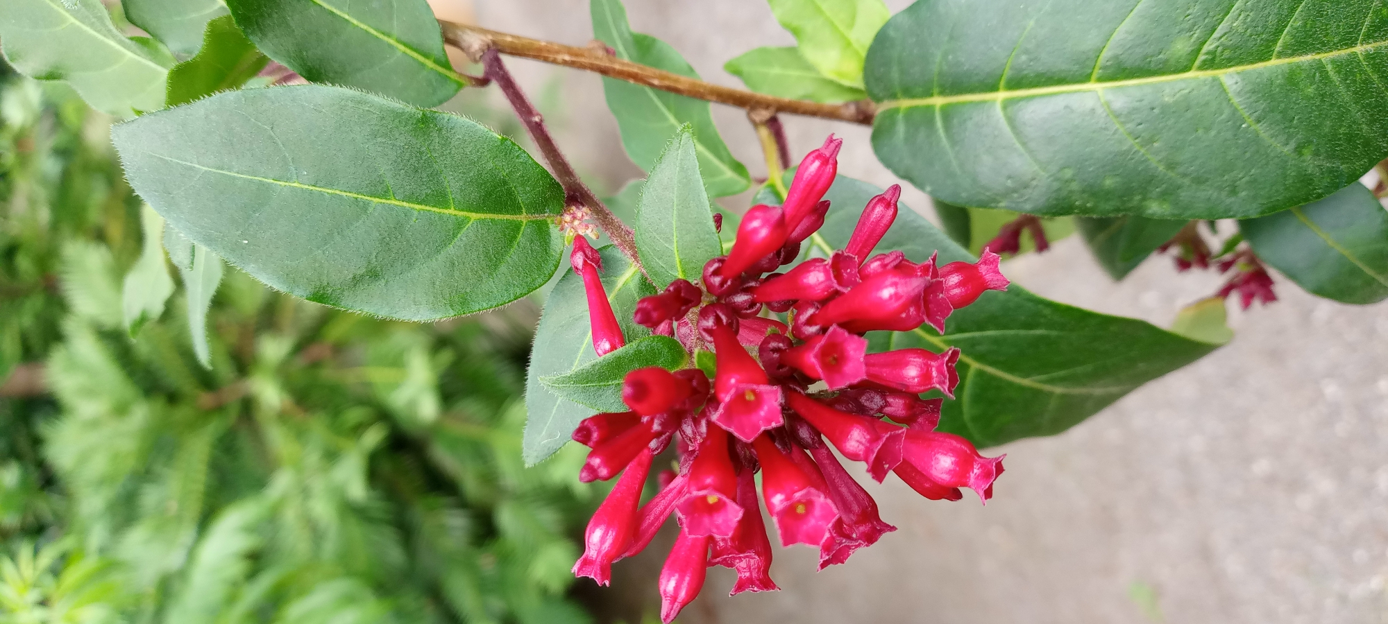 A close-up, vertical shot shows a cluster of bright red, tubular flowers with flared openings, likely honeysuckle, on a branch with glossy green leaves. The flowers are arranged in a dense spray, with some appearing more open than others. The background is blurred, with green foliage suggesting an outdoor setting, possibly a garden or park. The image does not provide any specific details about the city of Dortmund, Germany, or any individuals present.
