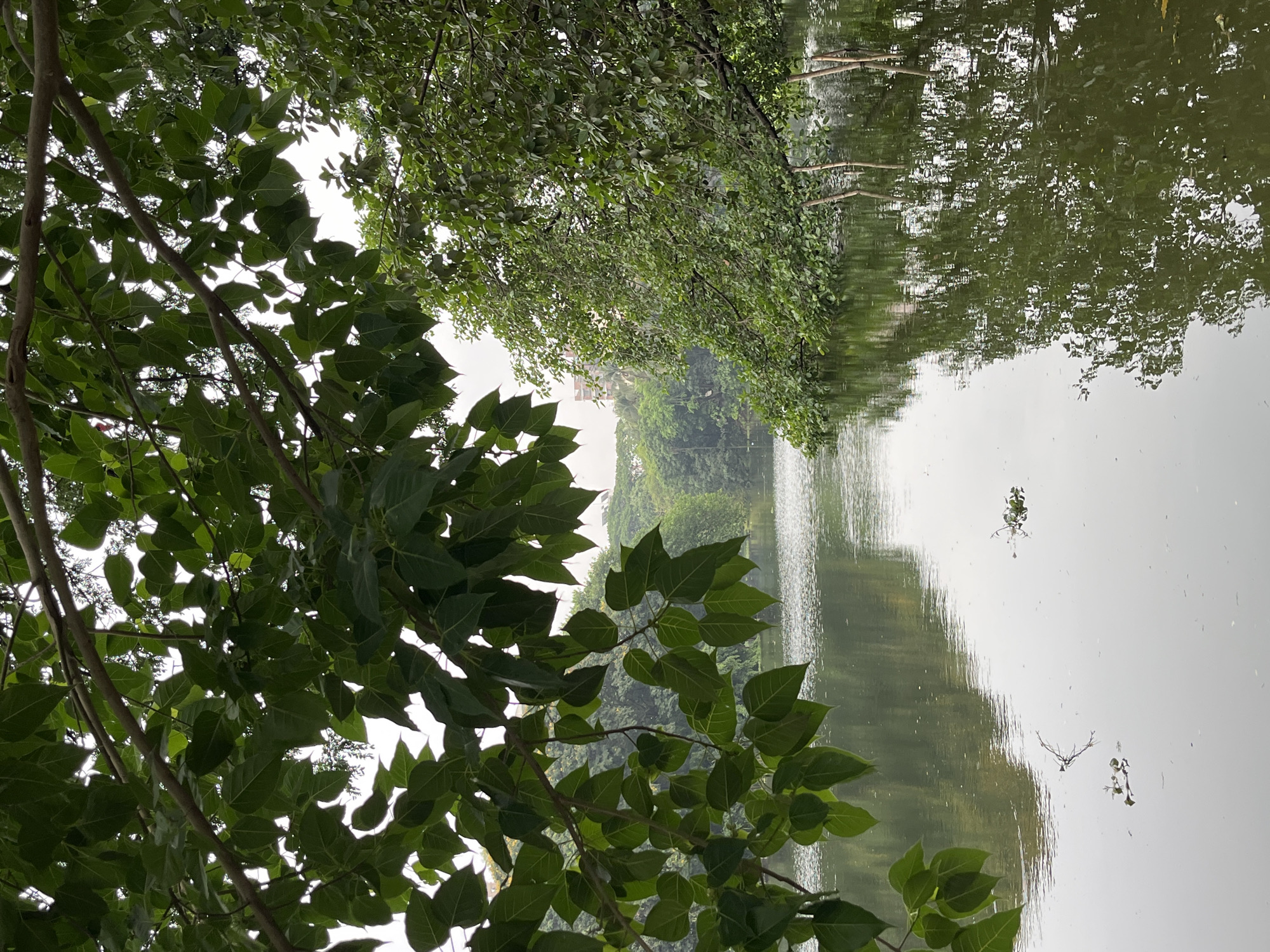The image depicts a view of a lake or pond in Dhaka, Bangladesh, likely taken from the shore or a slightly elevated position overlooking the water. Lush green trees dominate the foreground, with branches and leaves filling the left side of the frame. The water reflects the surrounding trees and sky, creating a mirror-like effect. The reflection appears to be somewhat distorted due to ripples or slight movement in the water. In the background, a faint outline of buildings can be seen amidst the greenery, suggesting an urban setting. The overall atmosphere of the image is serene and natural, capturing a tranquil scene within the city. The photo is oriented sideways.