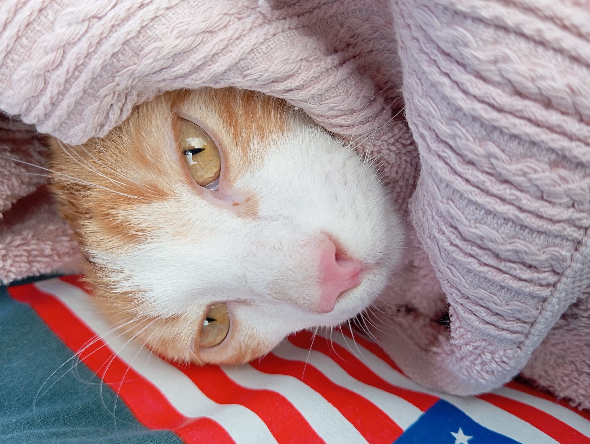 A close-up, eye-level shot features a ginger and white cat, its head wrapped in a light pink, cable-knit fabric. The cat's amber eyes are open and looking forward, with a dark pupil and a visible reflection. Its pink nose is prominent, and whiskers extend from its muzzle. To the left of the cat, a portion of an American flag is visible, displaying red and white stripes and a blue section with a white star. The background consists of a blurry teal fabric. The scene is indoors, with no discernible landmarks of Aktau, Kazakhstan. The lighting appears to be natural, coming from above and slightly to the left.