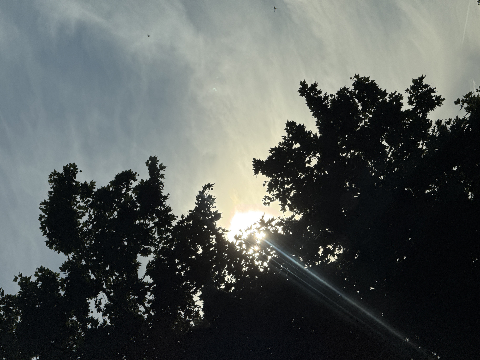 This image depicts a silhouetted view of tree branches against a sky with wispy clouds. The sun is partially obscured by the foliage, casting lens flares and creating bright rays of light. In the sky, two small birds are visible in flight. The image is taken from a low angle, looking upwards. There are no identifiable landmarks or architectural features to pinpoint a specific location within Plovdiv, Bulgaria.