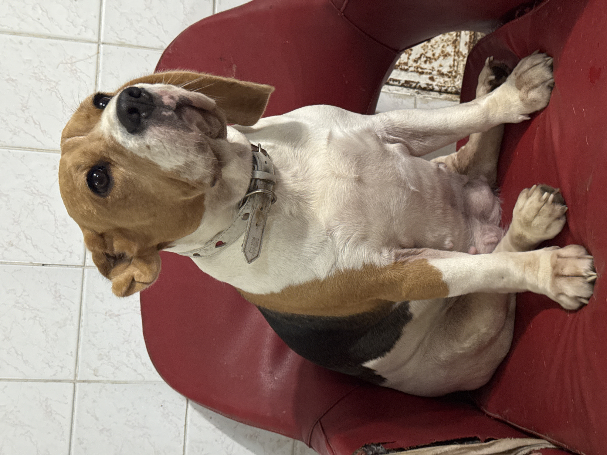 A tri-color Beagle dog is depicted sitting upright on a red upholstered chair. The dog features white fur on its chest, belly, and legs, tan fur on its head, ears, and sections of its body, and a distinct black patch across its back. It wears a light-colored collar with a metallic ring and buckle. The dog's head is oriented slightly to its right, with its gaze directed upwards and to the right of the photographic frame. The immediate background consists of a white tiled wall, composed of square tiles exhibiting faint grey marbling. The red chair shows evidence of surface wear. A textured, light-colored surface, resembling a rug or floor covering, is partially visible on the lower right beyond the chair. The scene is located in the city of Rusalevka, Russia.