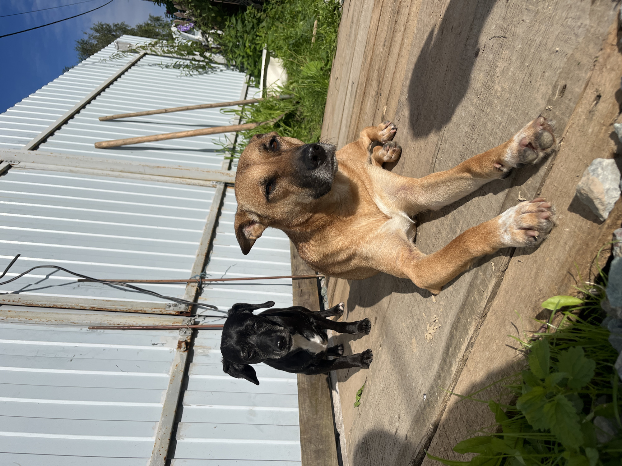 Two dogs, one black and white and one tan, are resting on a wooden deck outdoors. The black and white dog stands facing the camera with its head slightly lowered, while the tan dog lies down with its head turned to the side, looking towards the right. A corrugated metal fence is visible in the background, with some wooden poles leaning against it. Green vegetation and a clear blue sky are also present. The scene appears to be in a yard or outdoor area. The location is the city of Nizhny Tagil, Russia.